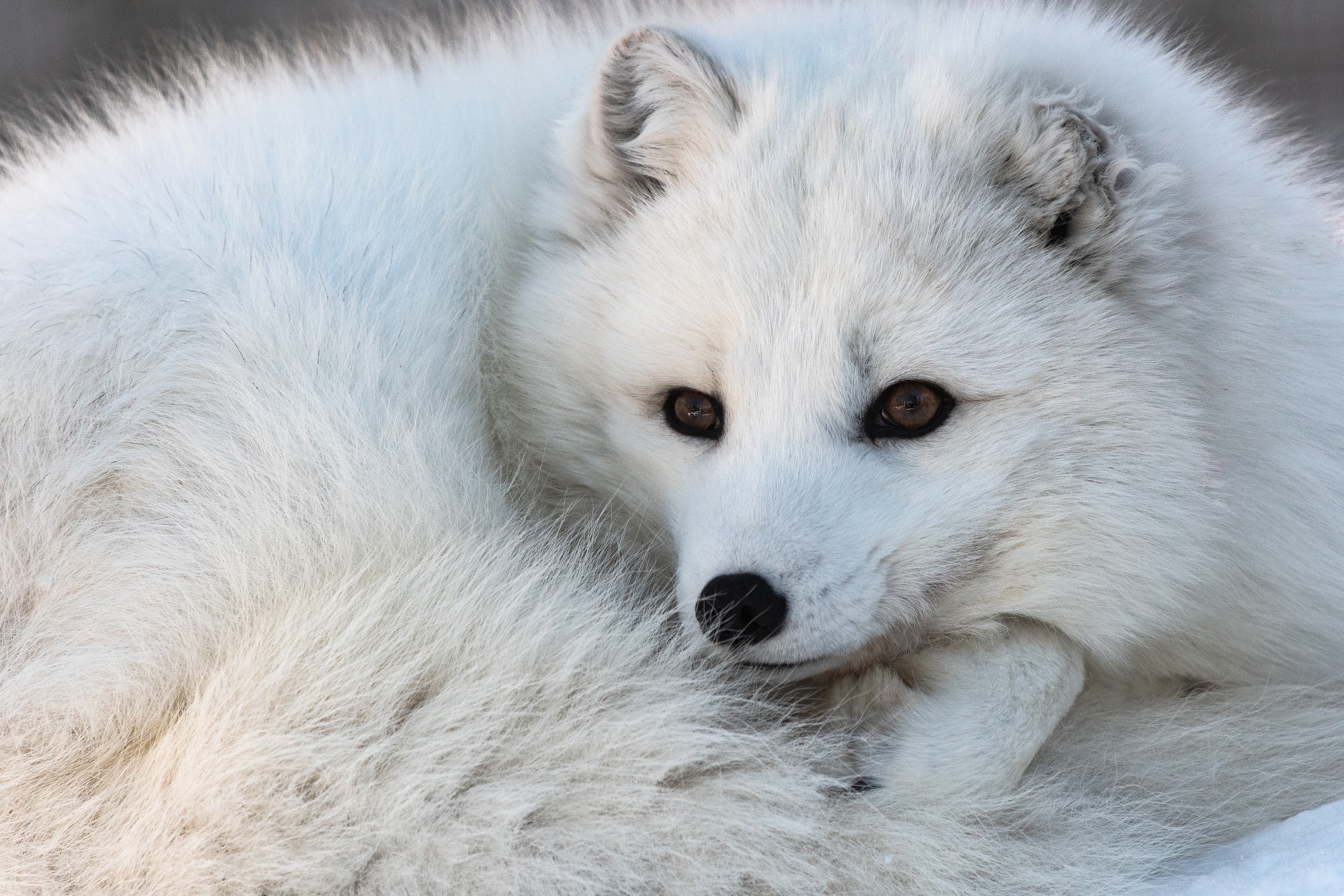 Baixe gratuitamente a imagem Animais, Cães, Raposa, Raposa Do Ártico na área de trabalho do seu PC