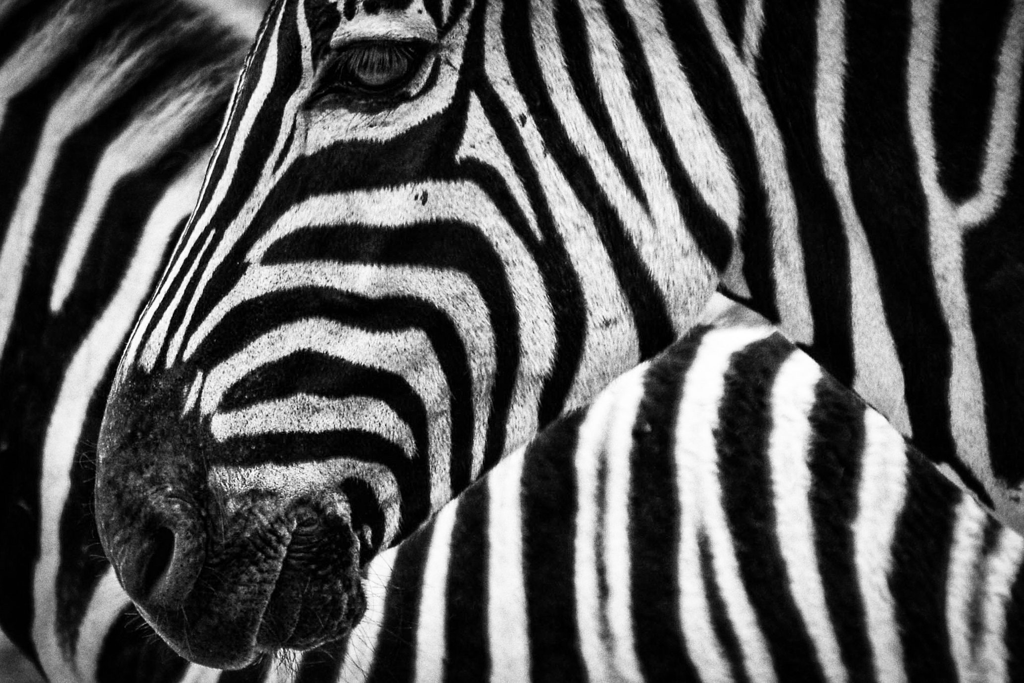 Baixe gratuitamente a imagem Animais, Zebra, Preto & Branco na área de trabalho do seu PC