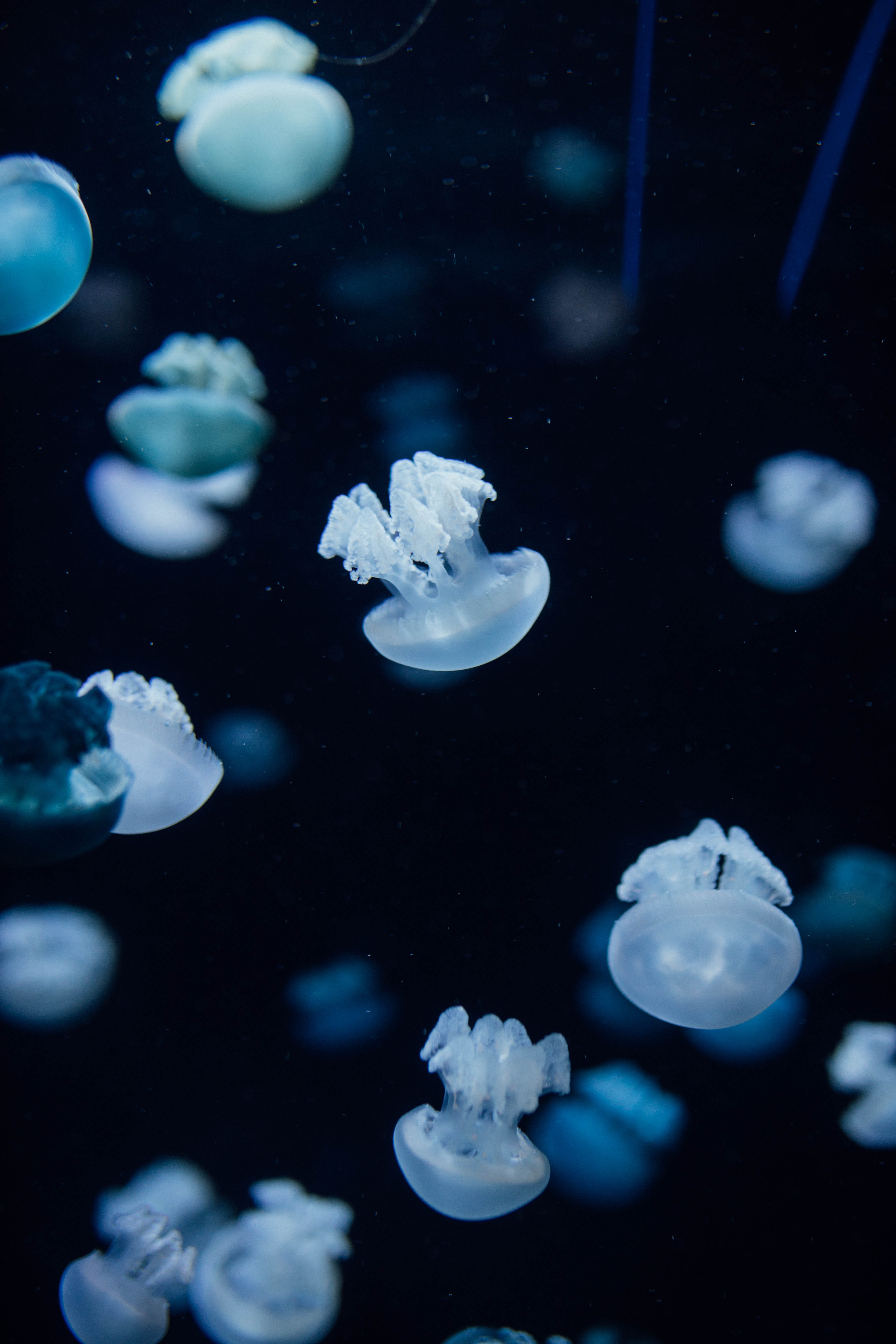 107465 завантажити шпалери тварини, медузи, глибина, істоти, істот, під водою, підводний - заставки і картинки безкоштовно