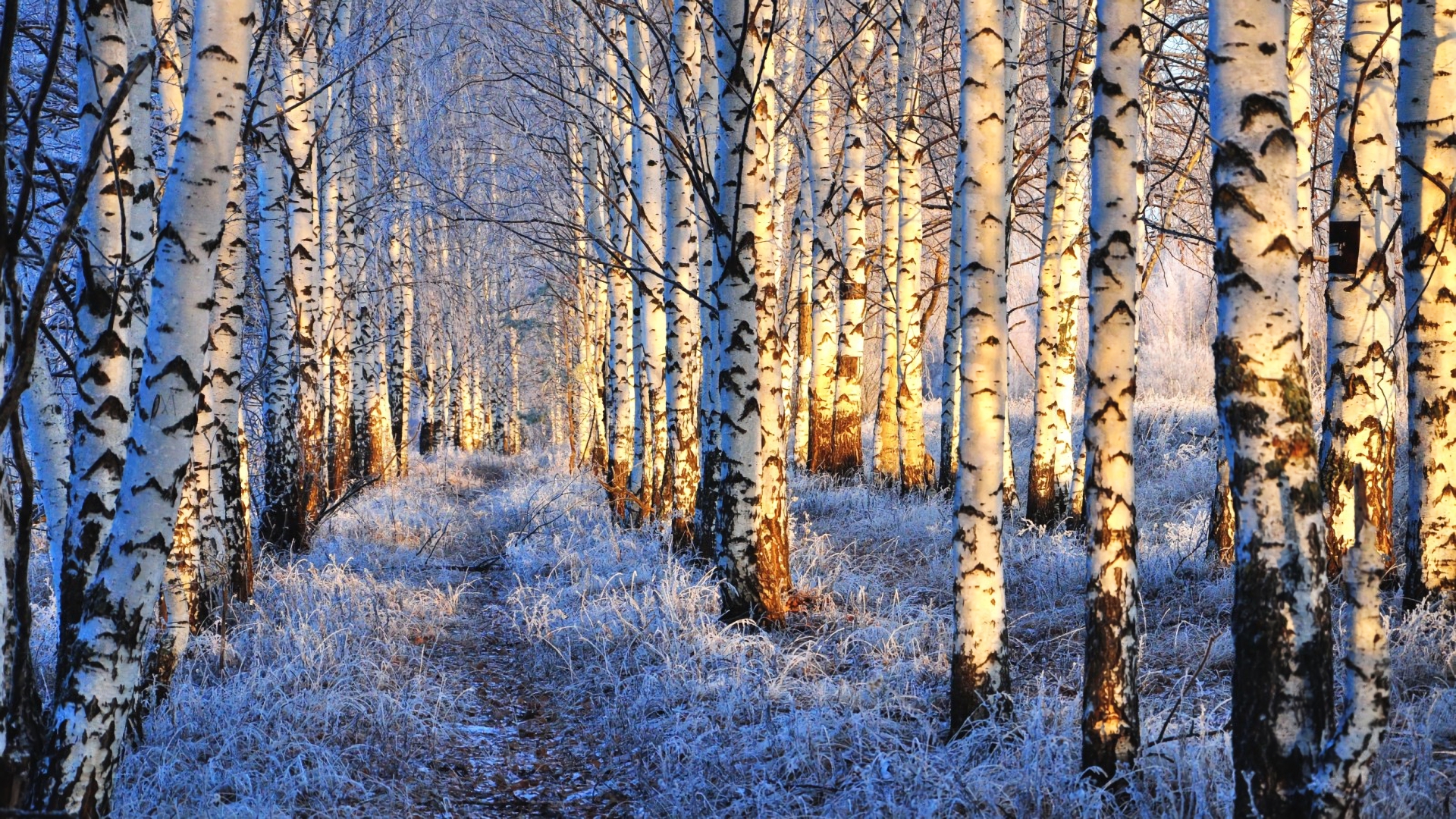 773246壁紙のダウンロード地球, 冬, バーチ, 森, 雪, 木-スクリーンセーバーと写真を無料で