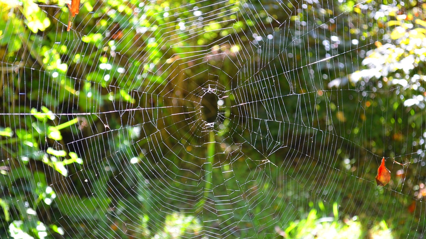 Download mobile wallpaper Nature, Blur, Bokeh, Photography, Spider Web for free.