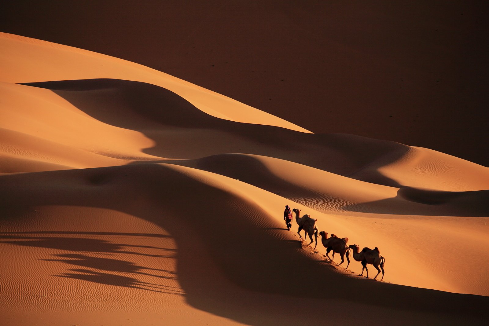 684367 descargar fondo de pantalla fotografía, caravana, camello, desierto, duna, arena: protectores de pantalla e imágenes gratis