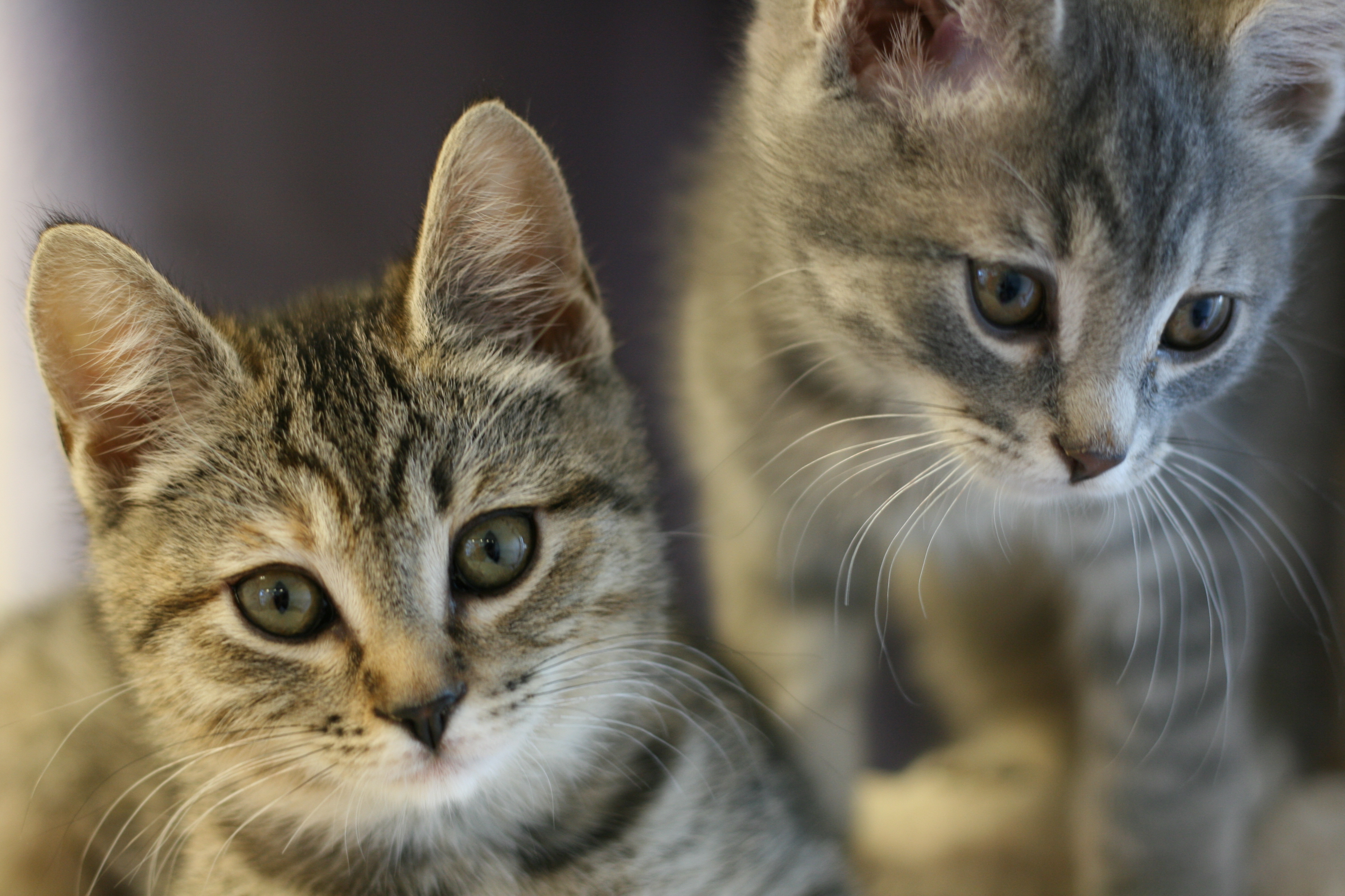 Baixe gratuitamente a imagem Gato, Gatos, Animais na área de trabalho do seu PC