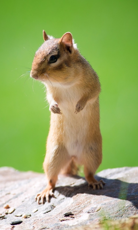 Handy-Wallpaper Tiere, Streifenhörnchen kostenlos herunterladen.