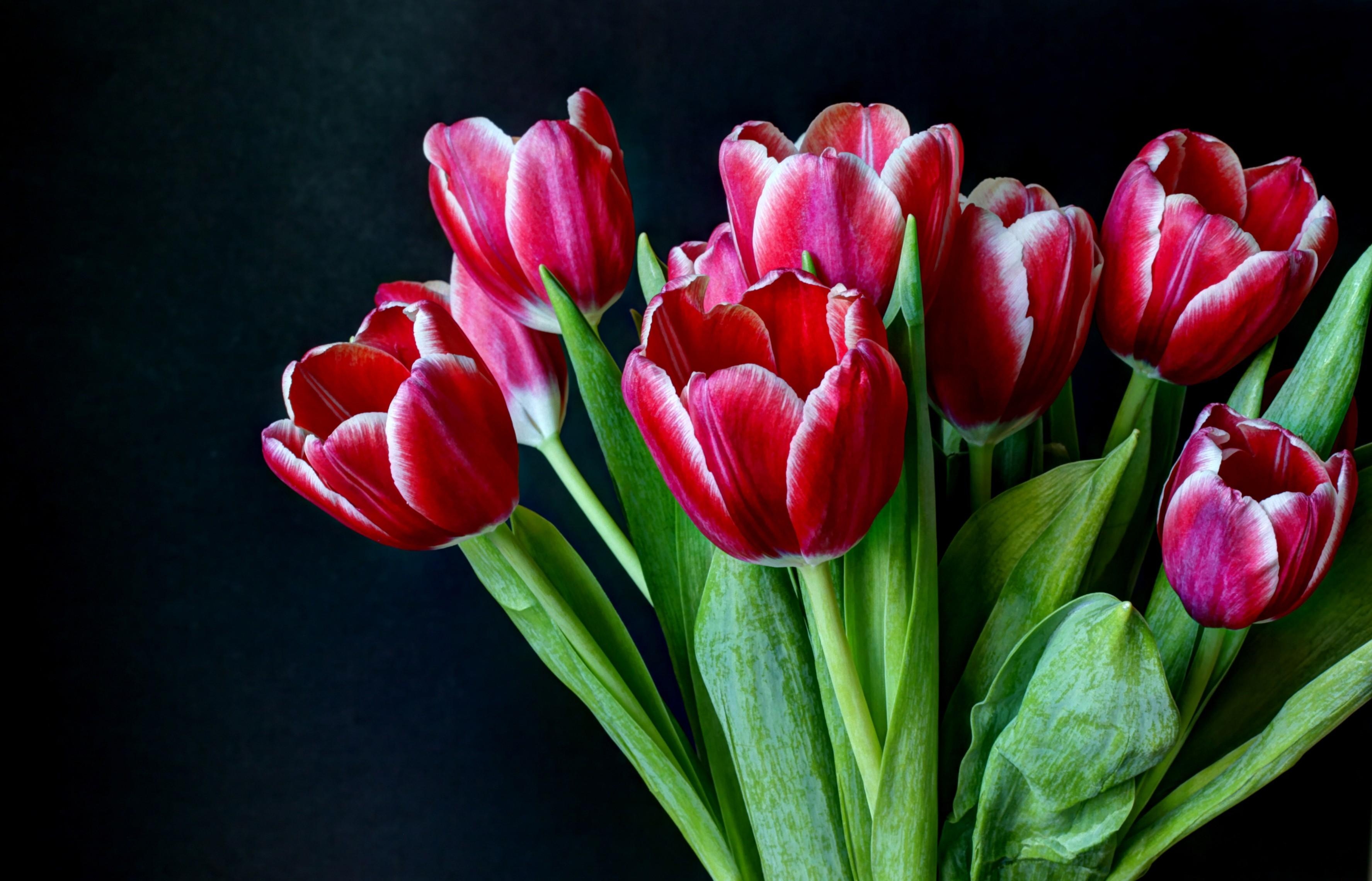 flowers, tulips, dark background, bouquet, bicolor, two colored