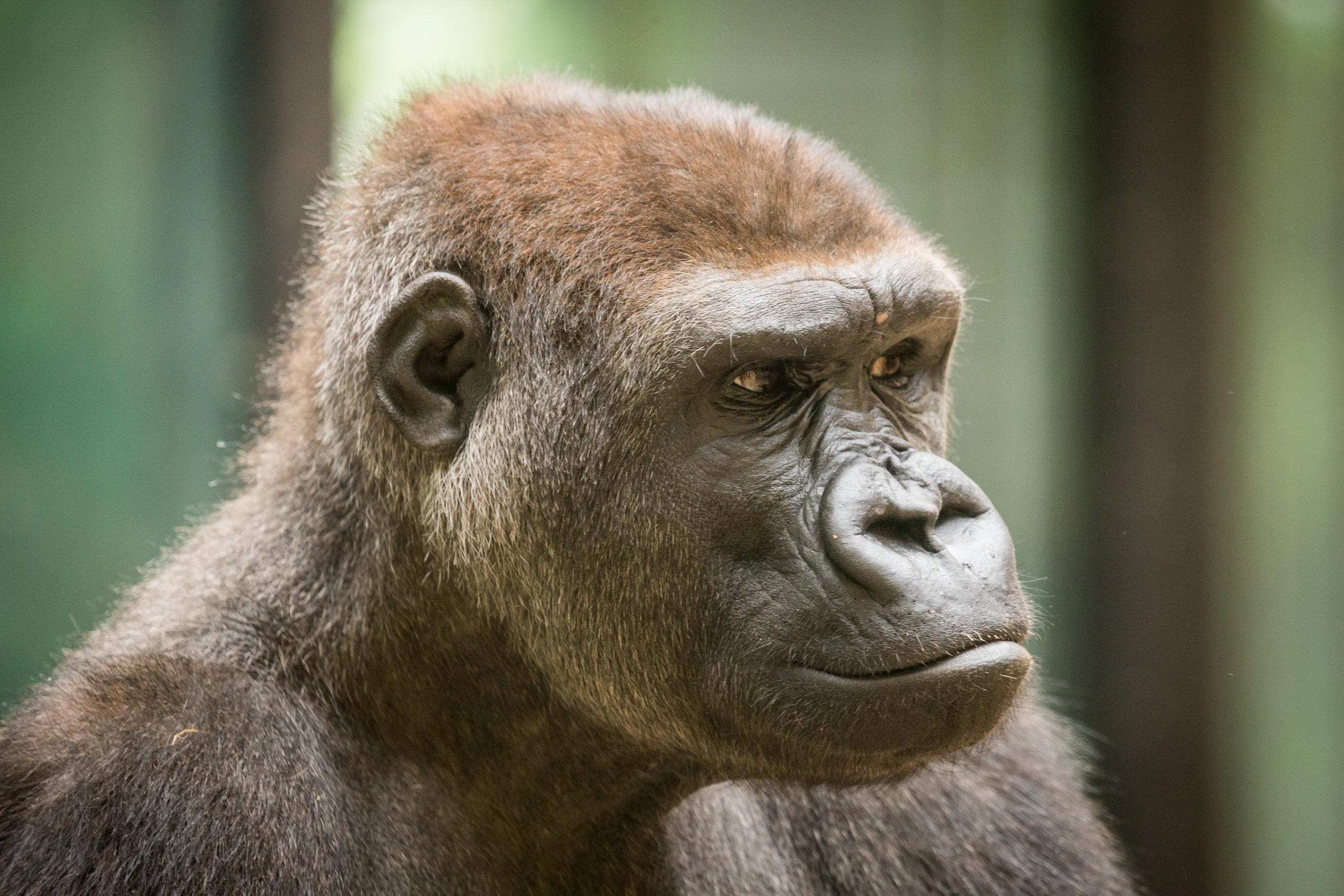 Descarga gratis la imagen Monos, Gorila, Animales en el escritorio de tu PC