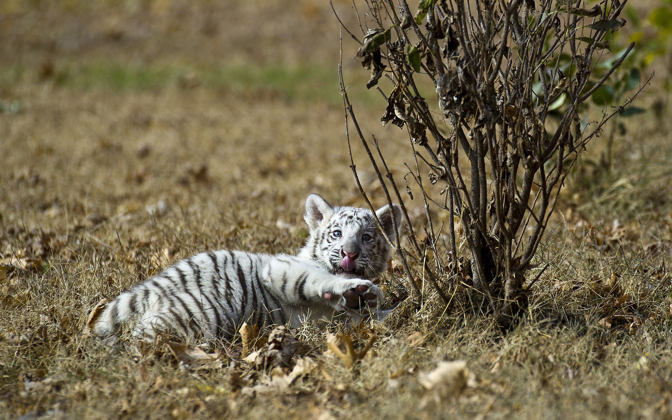 tiger cub, animals, grass, to lie down, lie, tiger, playful