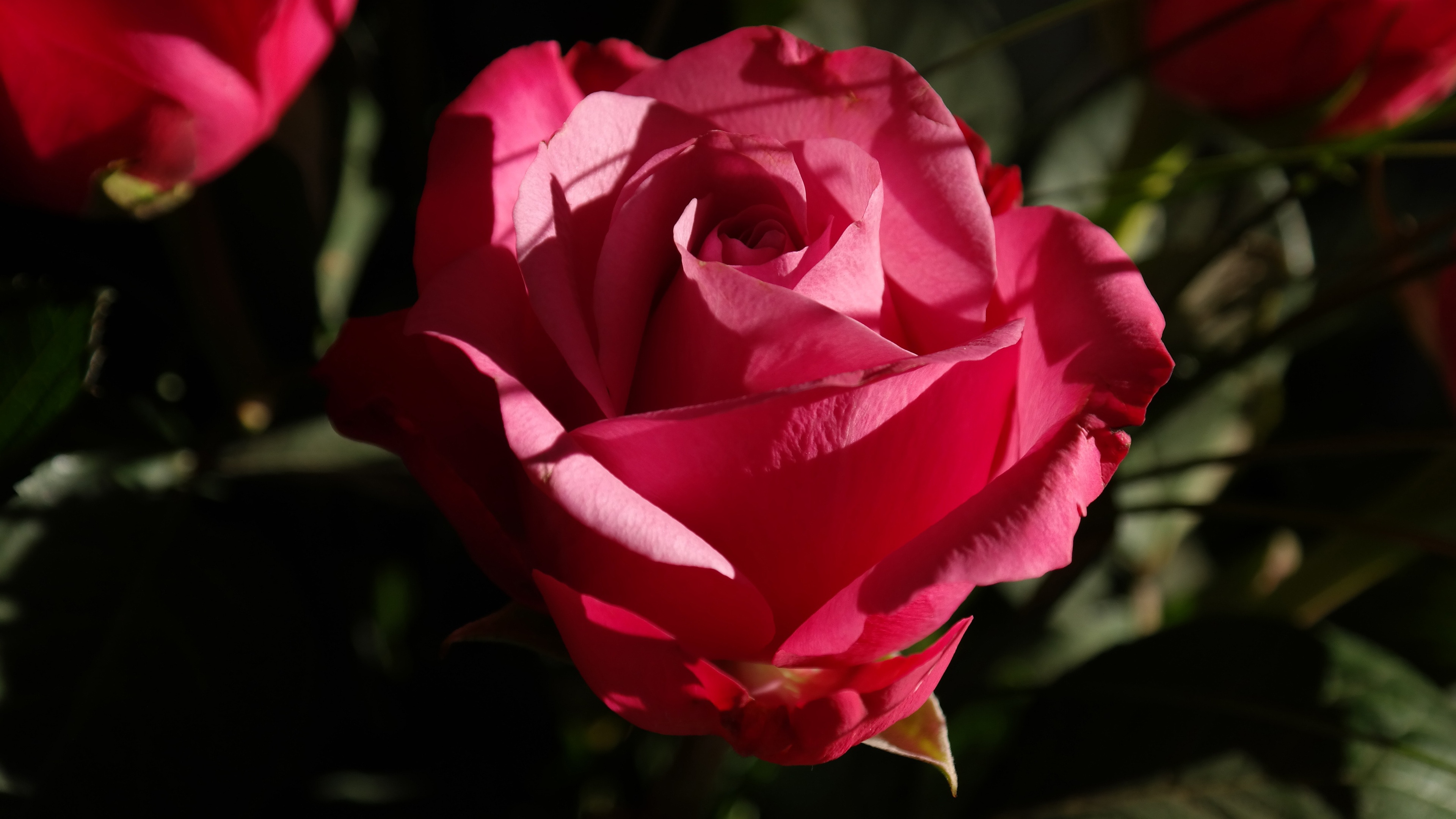 Téléchargez des papiers peints mobile Fleurs, Rose, Fleur, Macro, Terre/nature gratuitement.