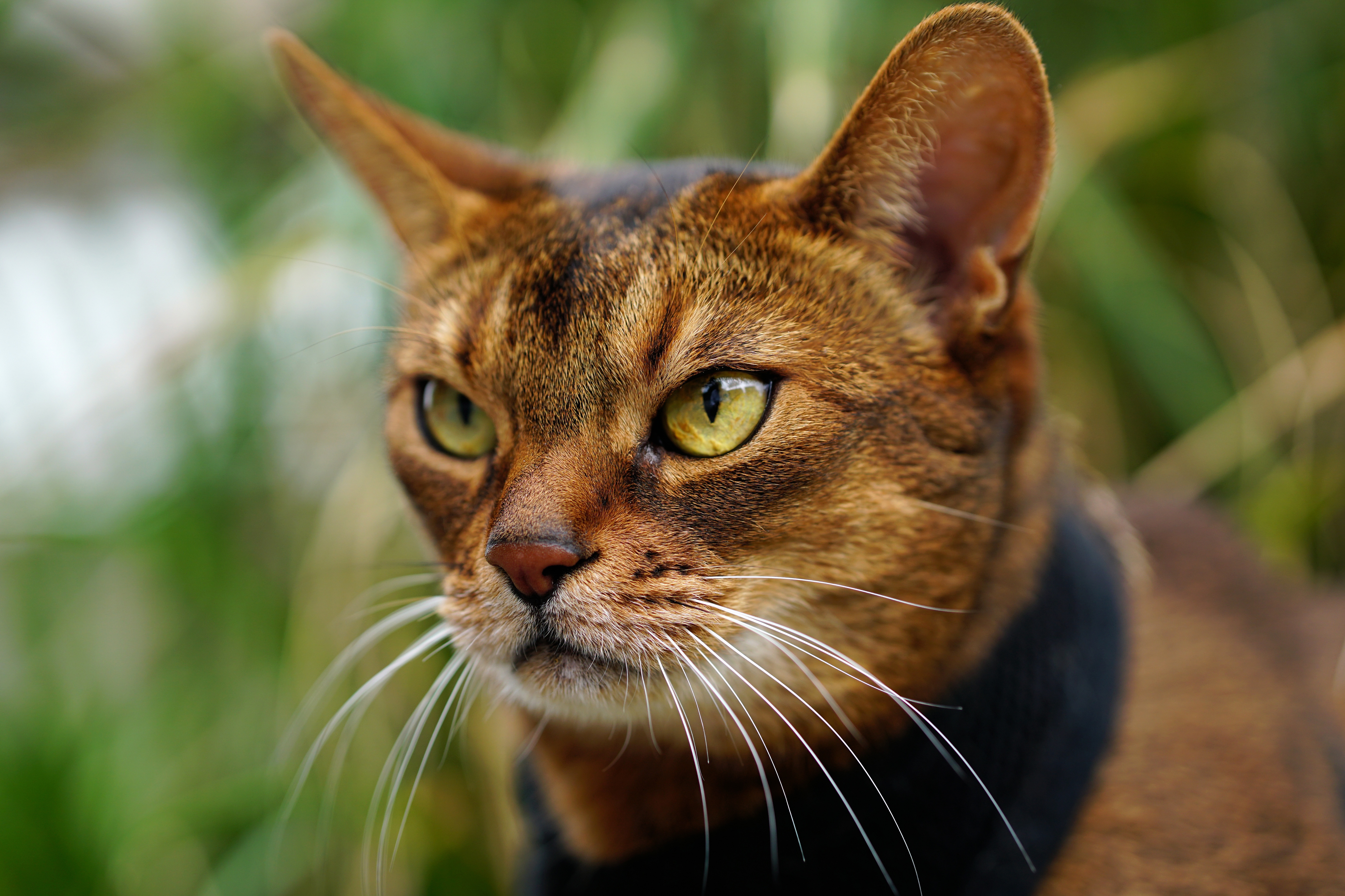 Descarga gratis la imagen Animales, Gatos, Gato, Bozal, Gato Abisinio en el escritorio de tu PC