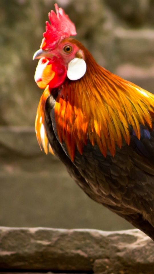 Download mobile wallpaper Birds, Animal, Rooster for free.