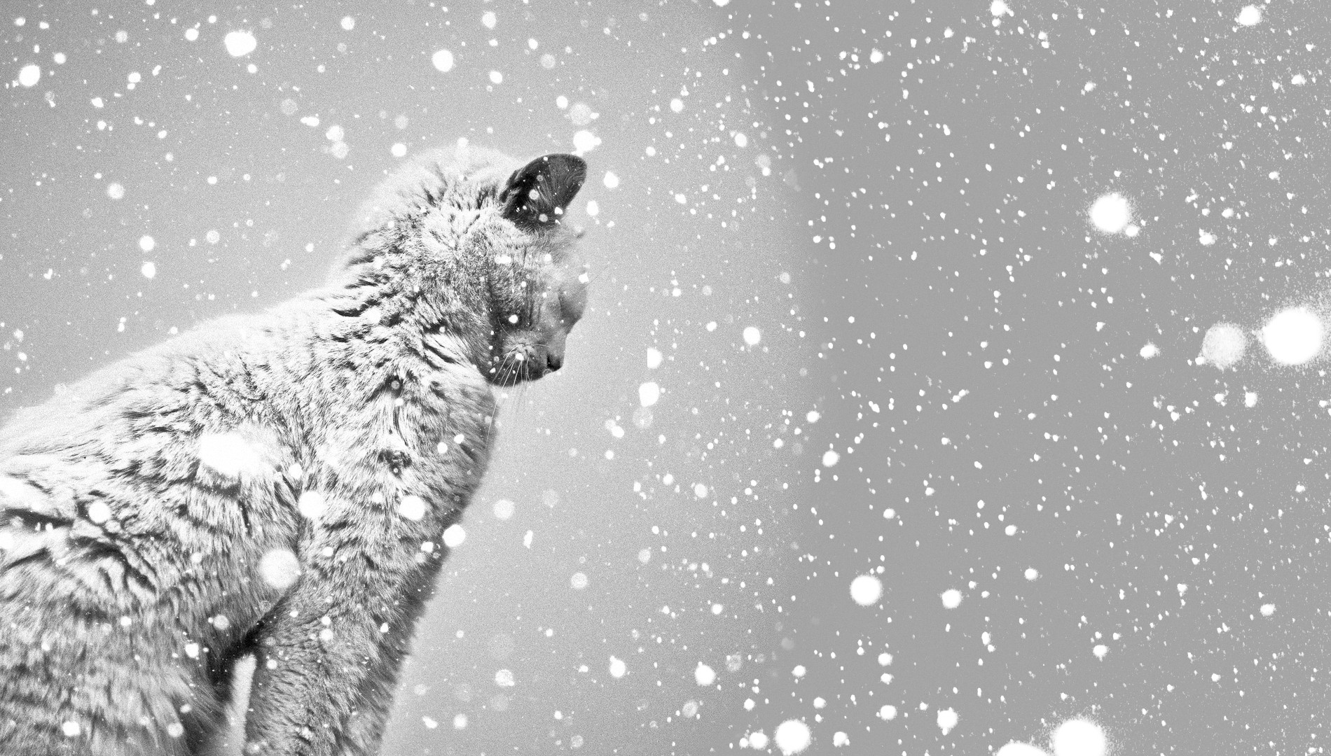 312956 завантажити картинку кішка, сніг, тварина, коти - шпалери і заставки безкоштовно