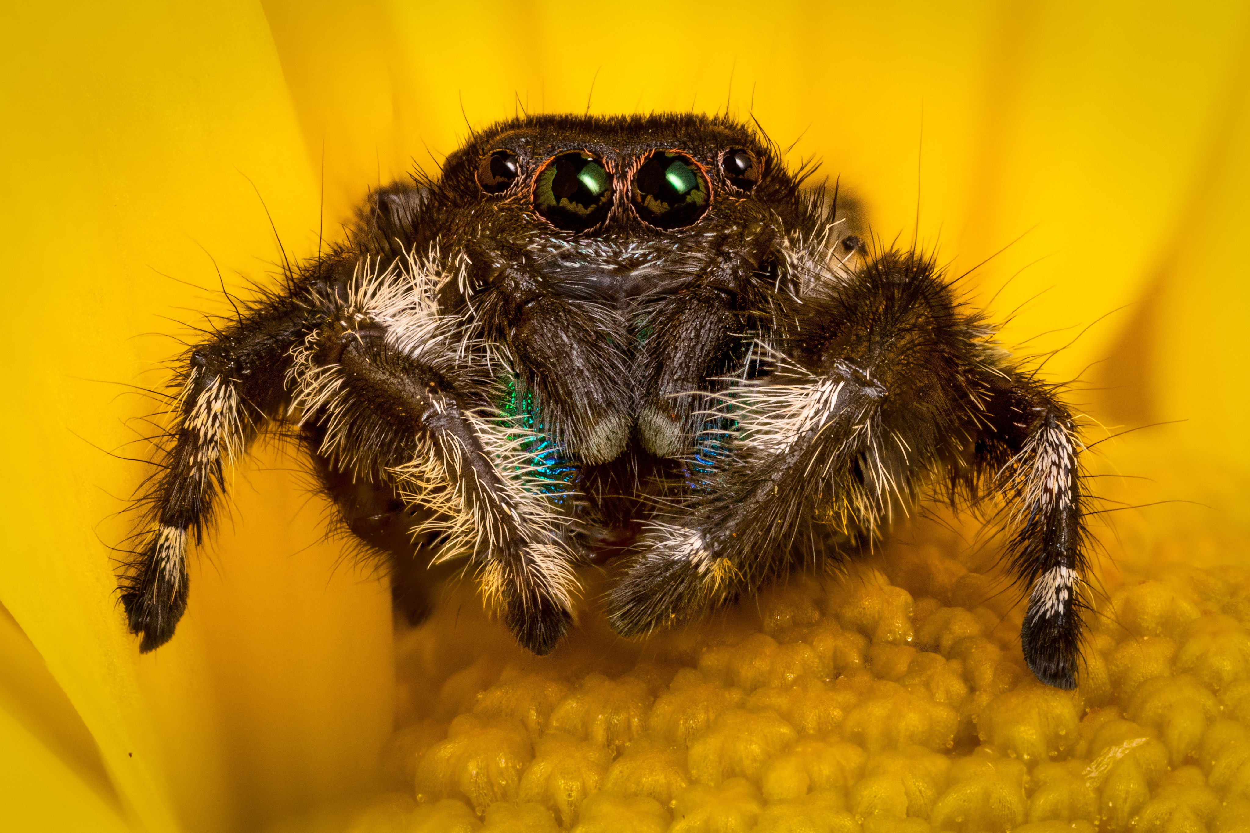 Descarga gratis la imagen Animales, Macrofotografía, Arañas Saltarinas, Arañas en el escritorio de tu PC