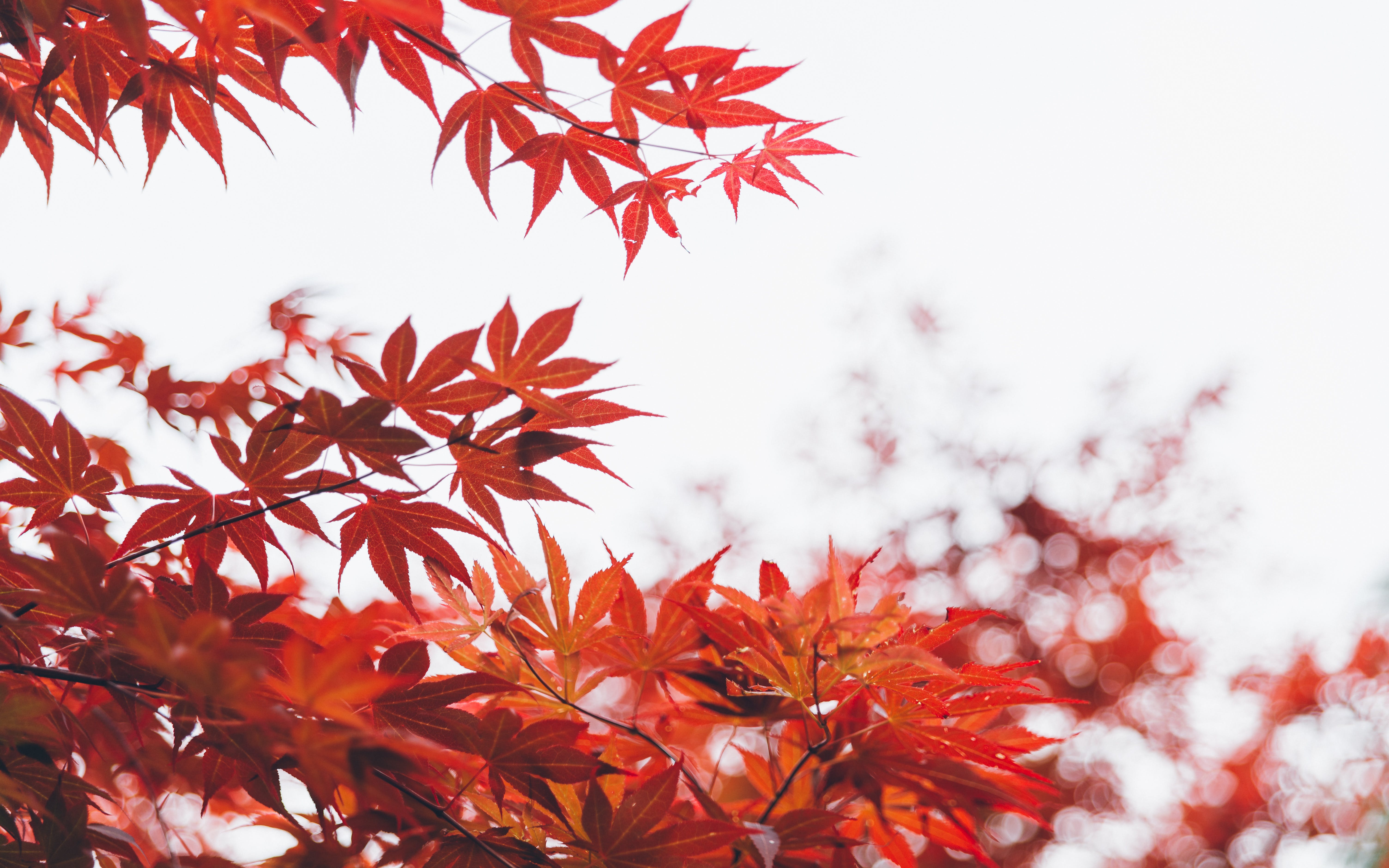 Laden Sie das Herbst, Blatt, Erde/natur-Bild kostenlos auf Ihren PC-Desktop herunter