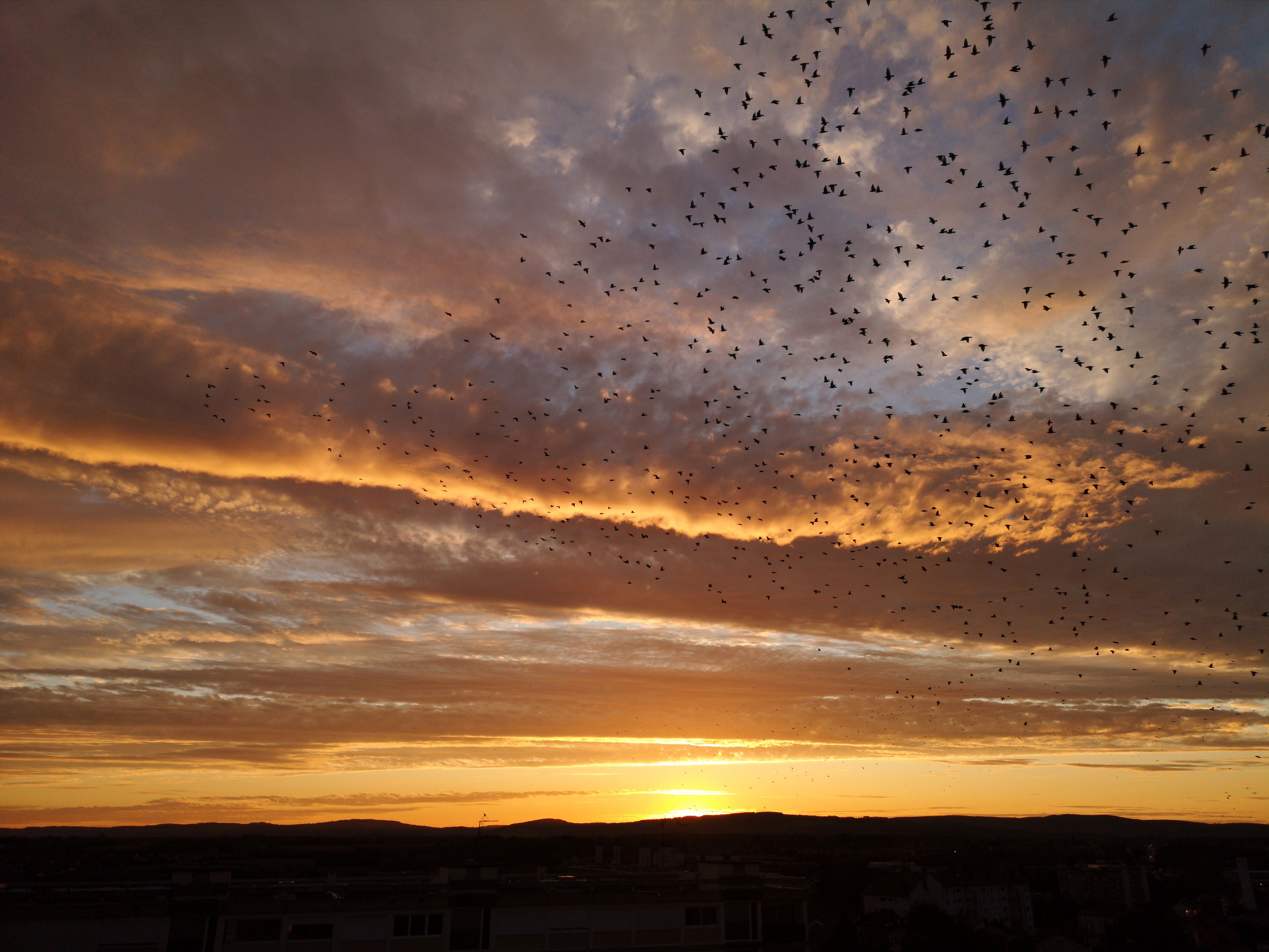 Laden Sie das Natur, Sunset, Sky, Abend, Clouds, Vögel-Bild kostenlos auf Ihren PC-Desktop herunter