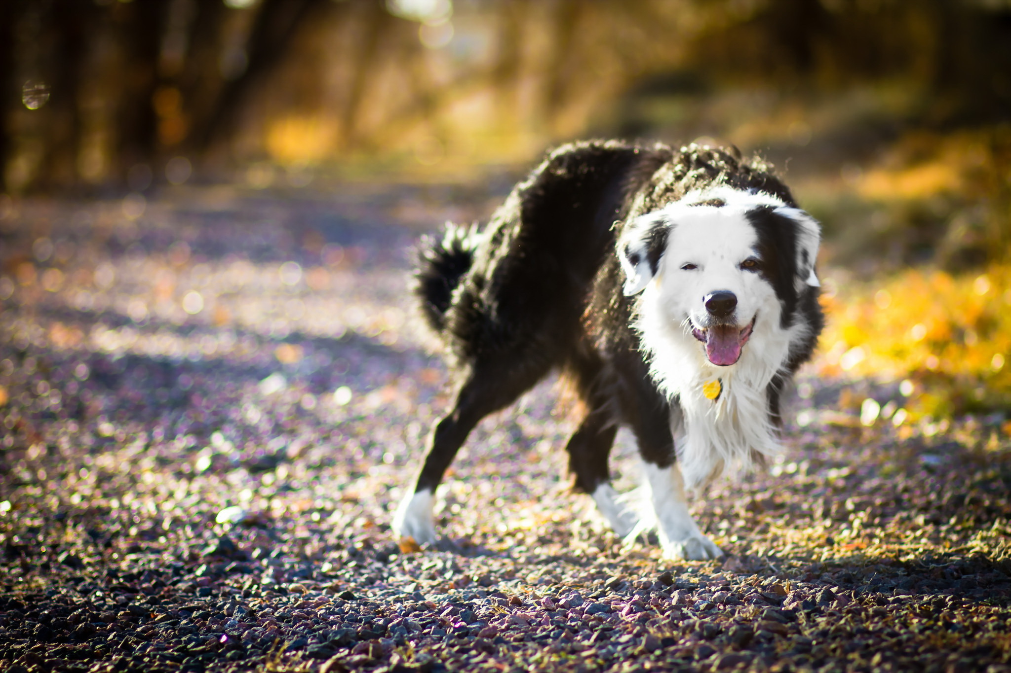 PCデスクトップに動物, 犬, サニー, ボーダーコリー, 被写界深度画像を無料でダウンロード