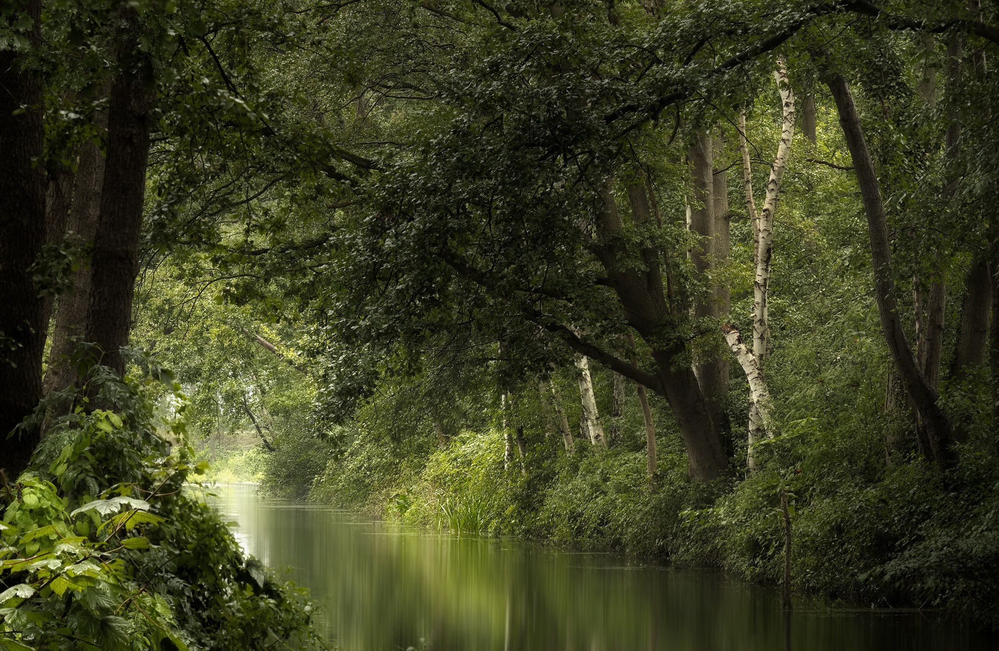 Download mobile wallpaper Summer, Forest, Earth, River, Greenery for free.