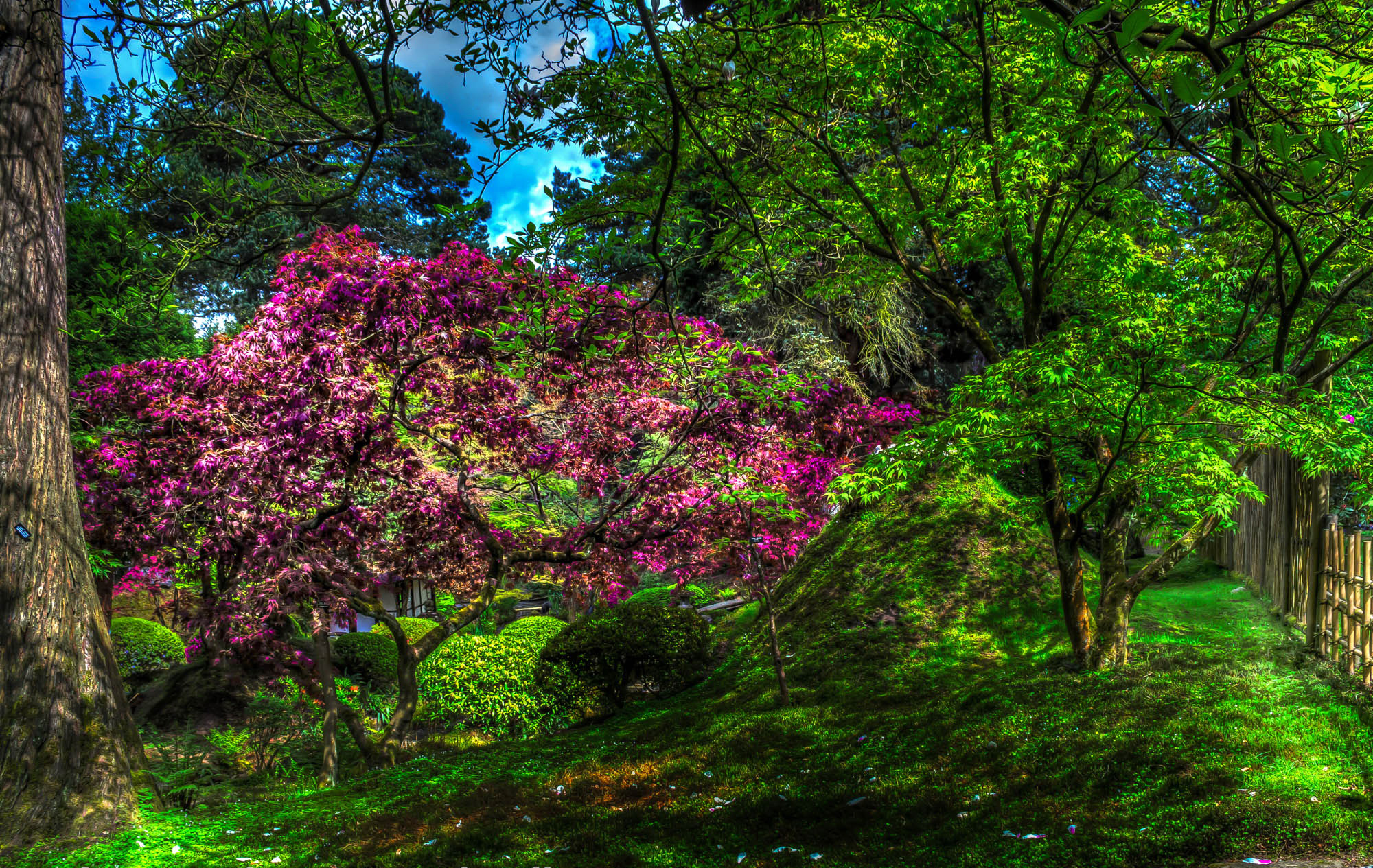 PCデスクトップに木, 花, 公園, マンメイド, 紫色の花画像を無料でダウンロード
