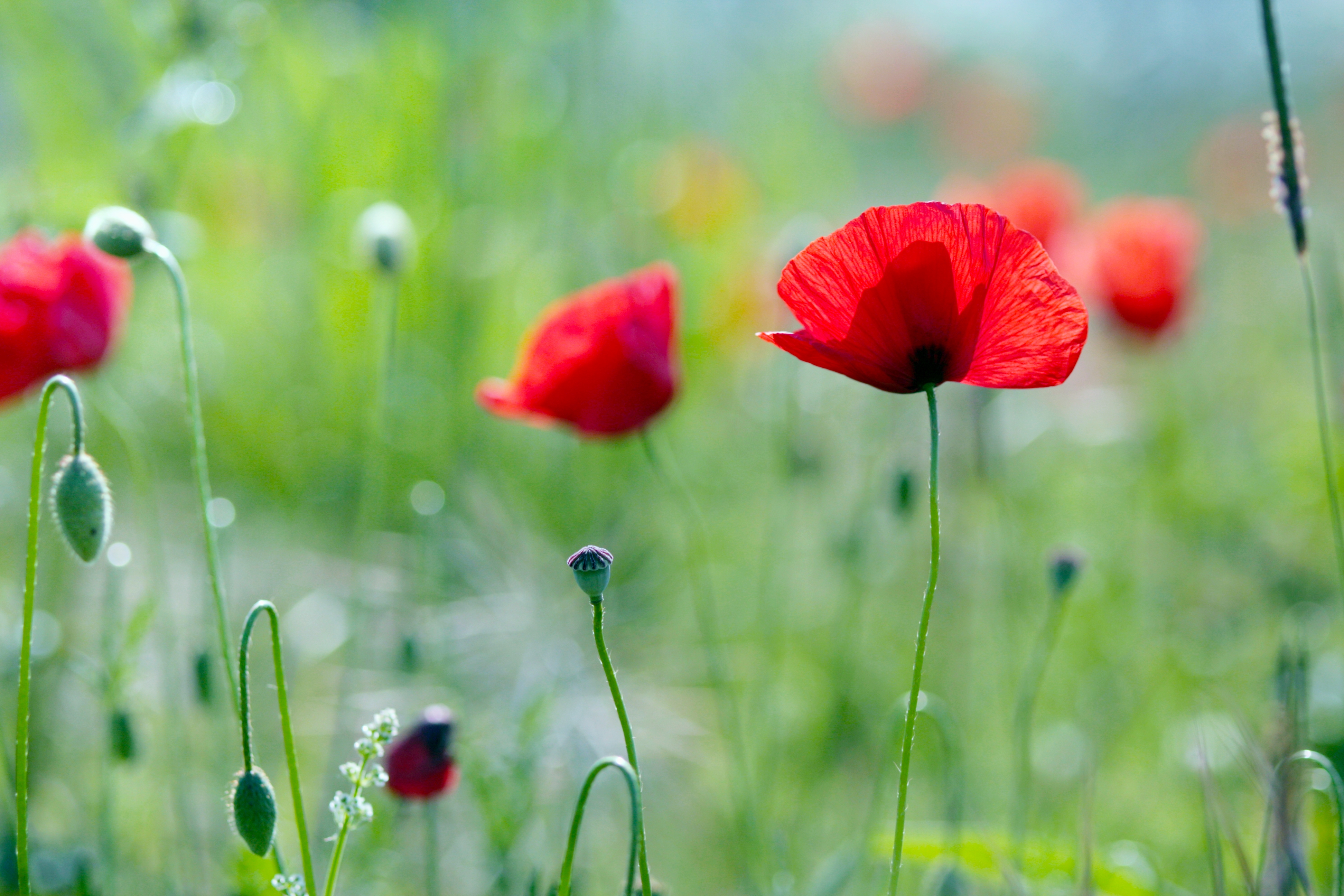 poppies, nature, flowers, summer, greens