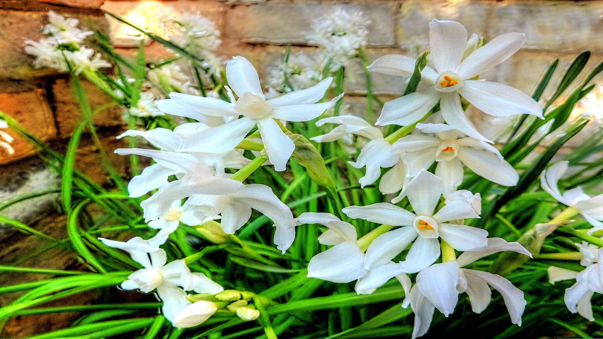 Baixar papel de parede para celular de Flores, Flor, Terra/natureza gratuito.