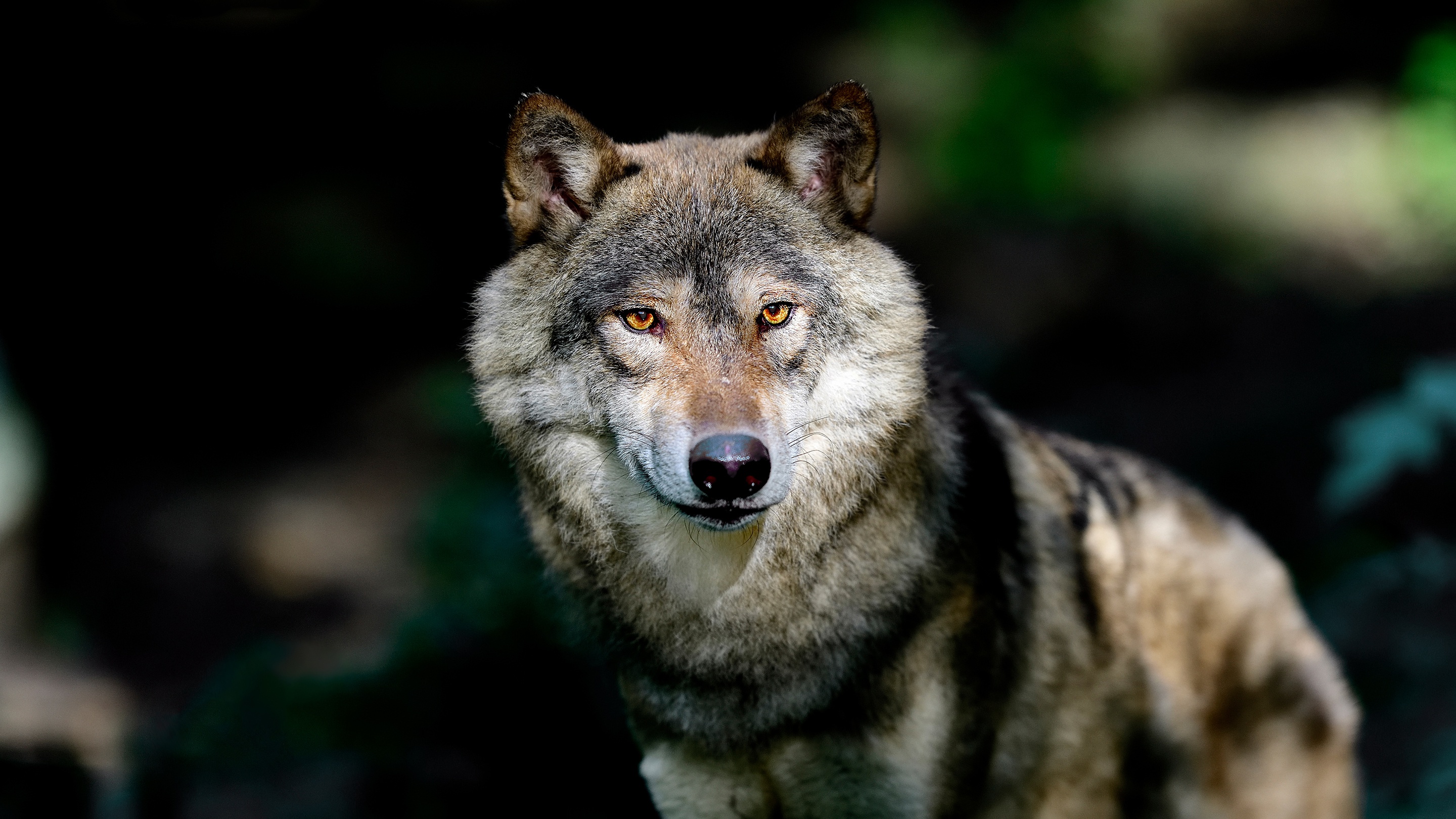 Handy-Wallpaper Tiere, Wolf, Wolves kostenlos herunterladen.