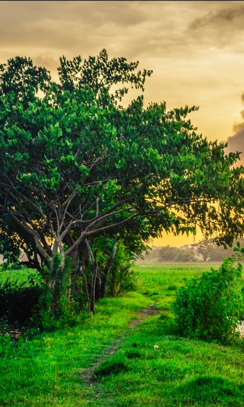 Handy-Wallpaper Landschaft, Baum, Feld, Sonnenuntergang, Erde/natur, Aufstellen kostenlos herunterladen.