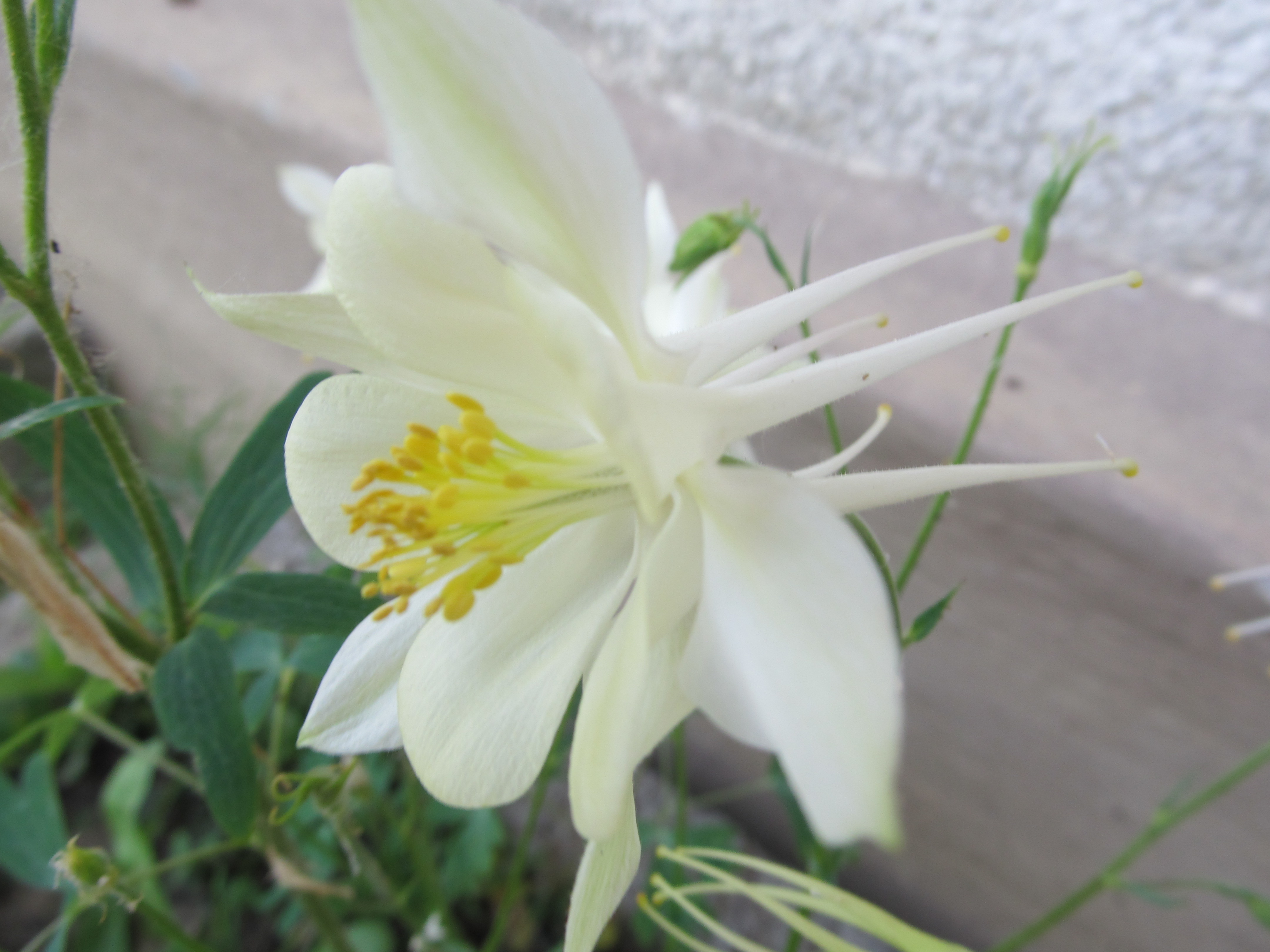 Téléchargez gratuitement l'image Fleurs, Fleur, Terre/nature sur le bureau de votre PC