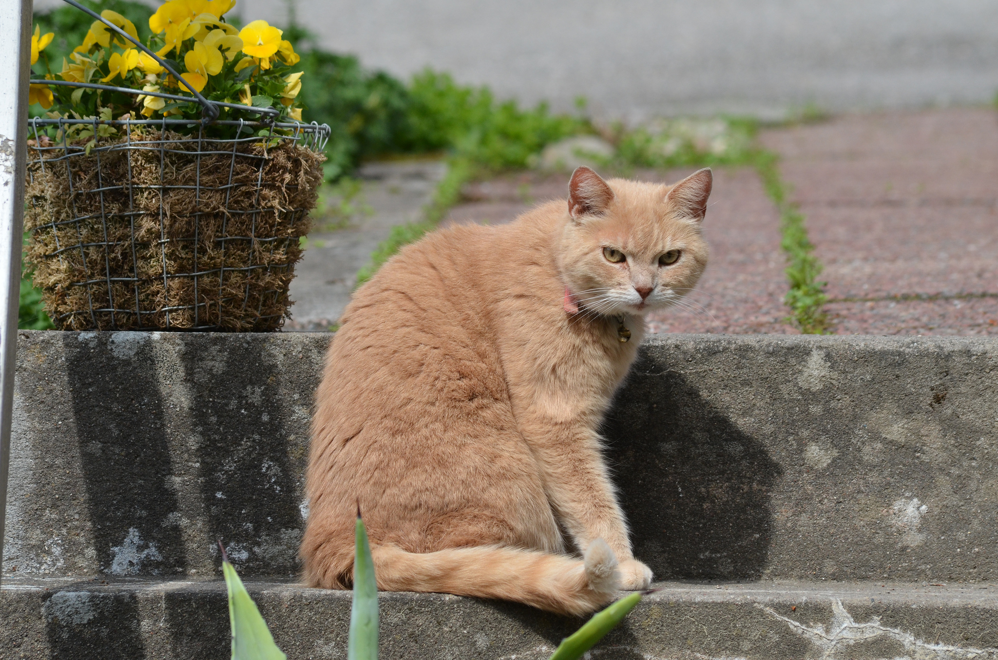 Baixe gratuitamente a imagem Animais, Gatos, Gato na área de trabalho do seu PC