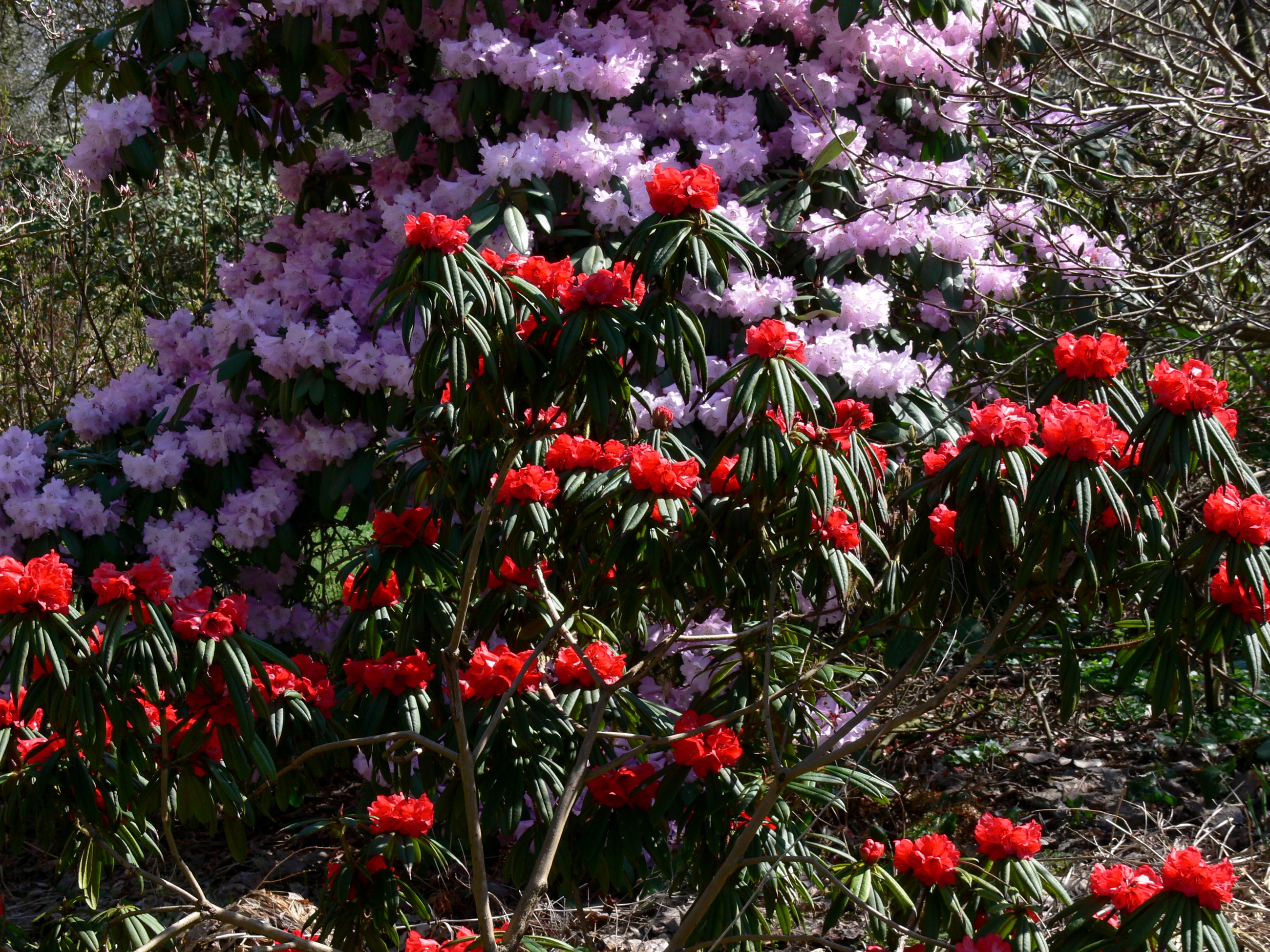 Descarga gratuita de fondo de pantalla para móvil de Flores, Flor, Tierra/naturaleza.