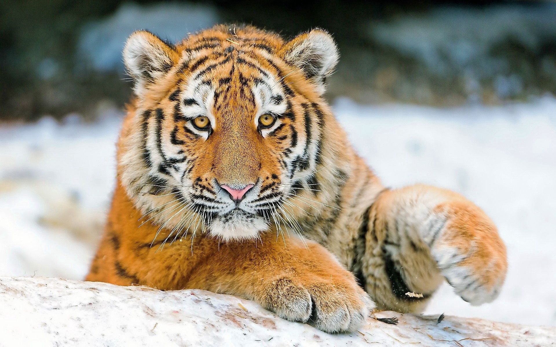 96623 descargar imagen animales, joven, gato grande, tigre, pata: fondos de pantalla y protectores de pantalla gratis