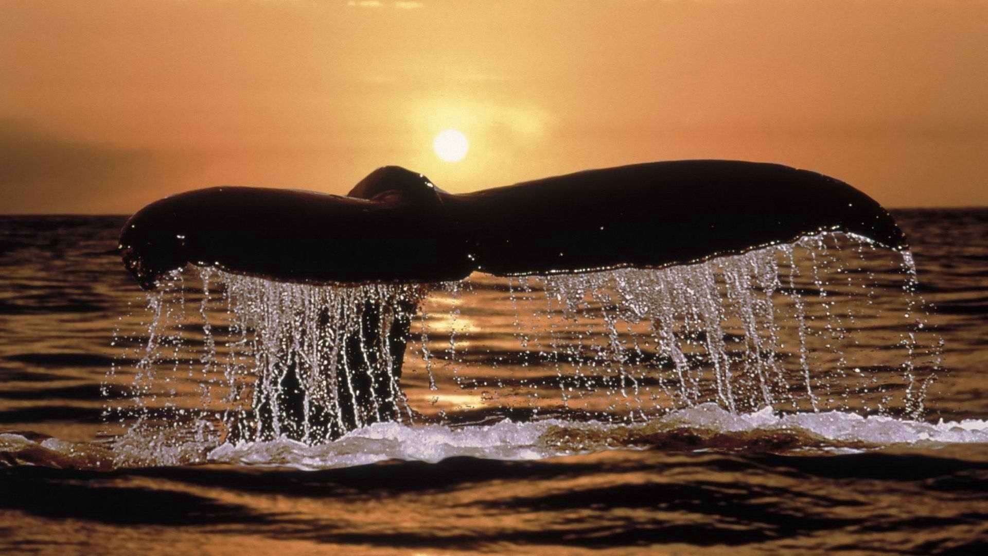 whale, animals, sunset, spray, tail Full HD