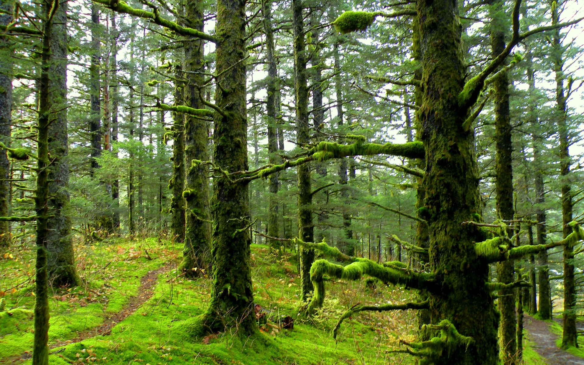 Baixar papel de parede para celular de Floresta, Terra/natureza gratuito.