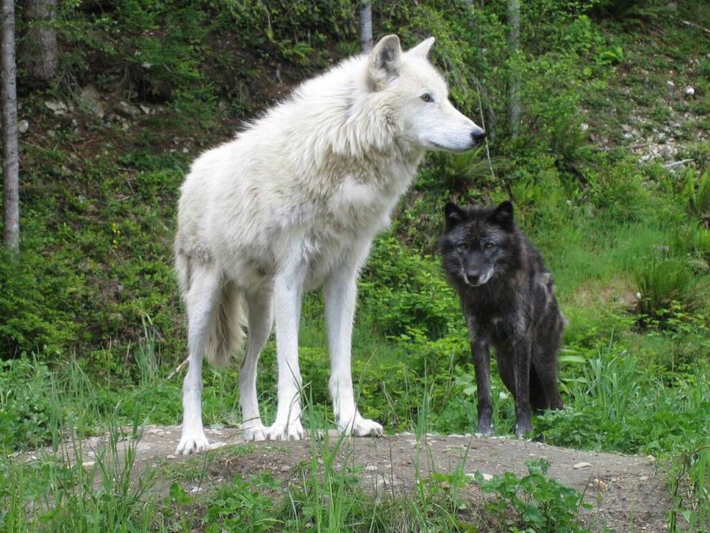 Baixar papel de parede para celular de Animais, Lobo gratuito.