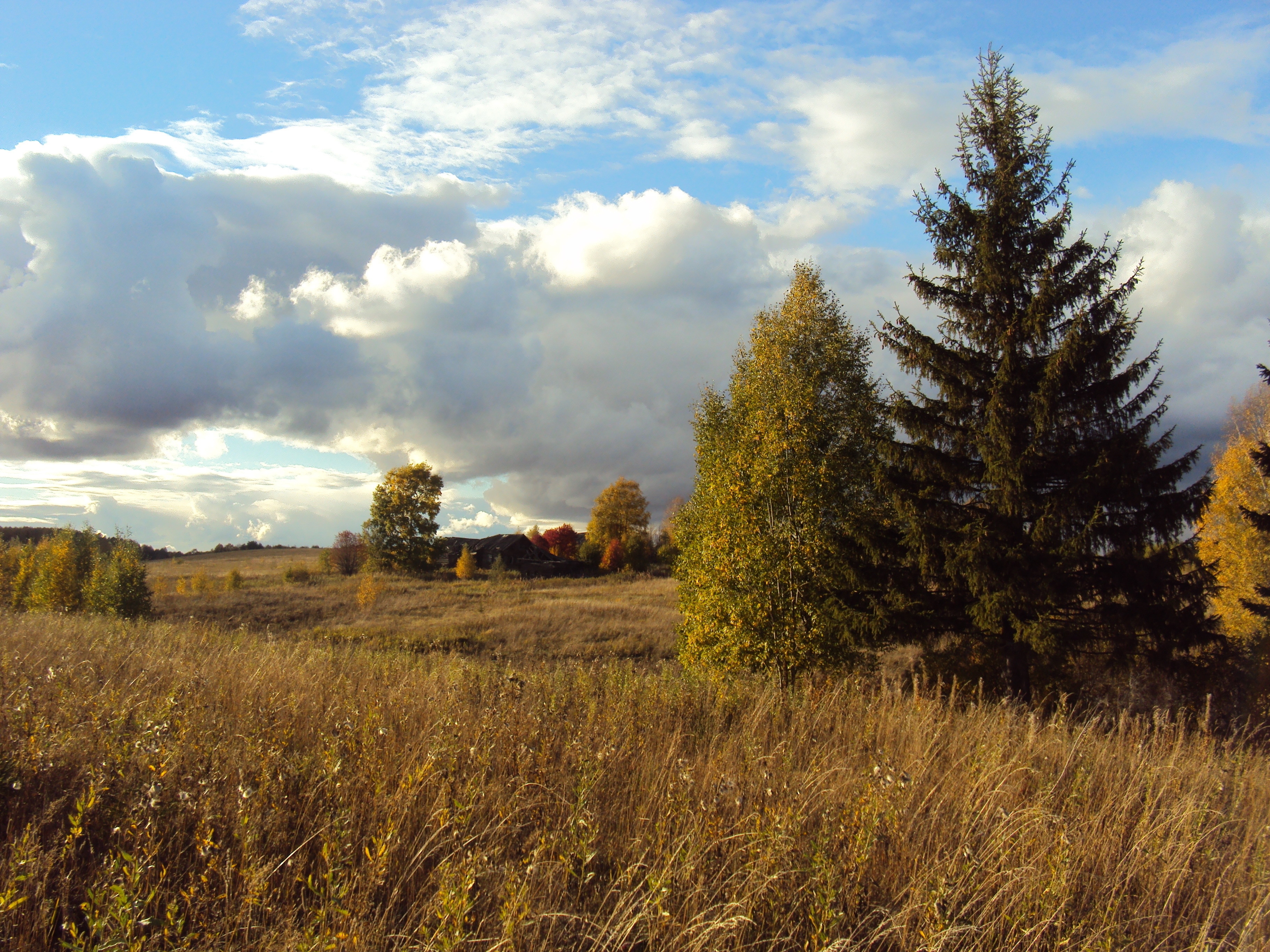 131431 скачать картинку осень, поляна, трава, природа, деревья, поле, ель, пожухлая, луг - обои и заставки бесплатно