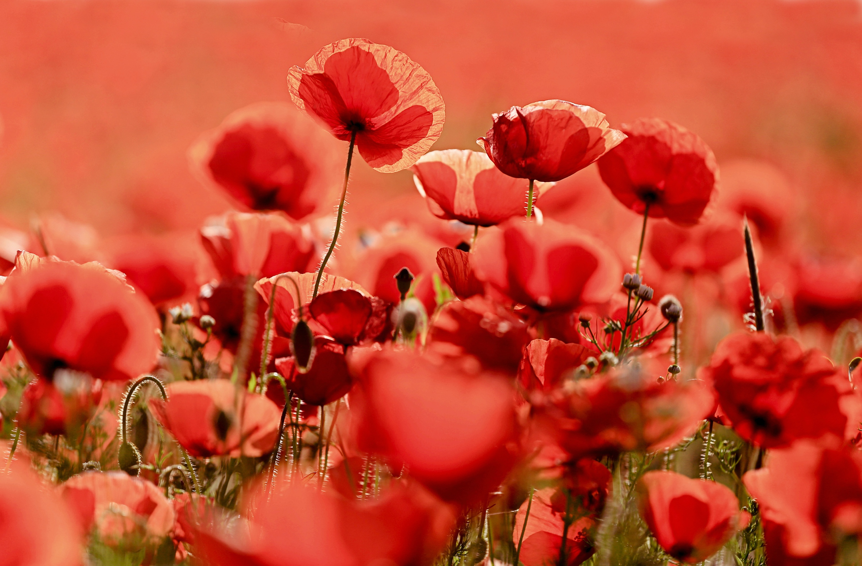 Free download wallpaper Flowers, Earth, Poppy on your PC desktop