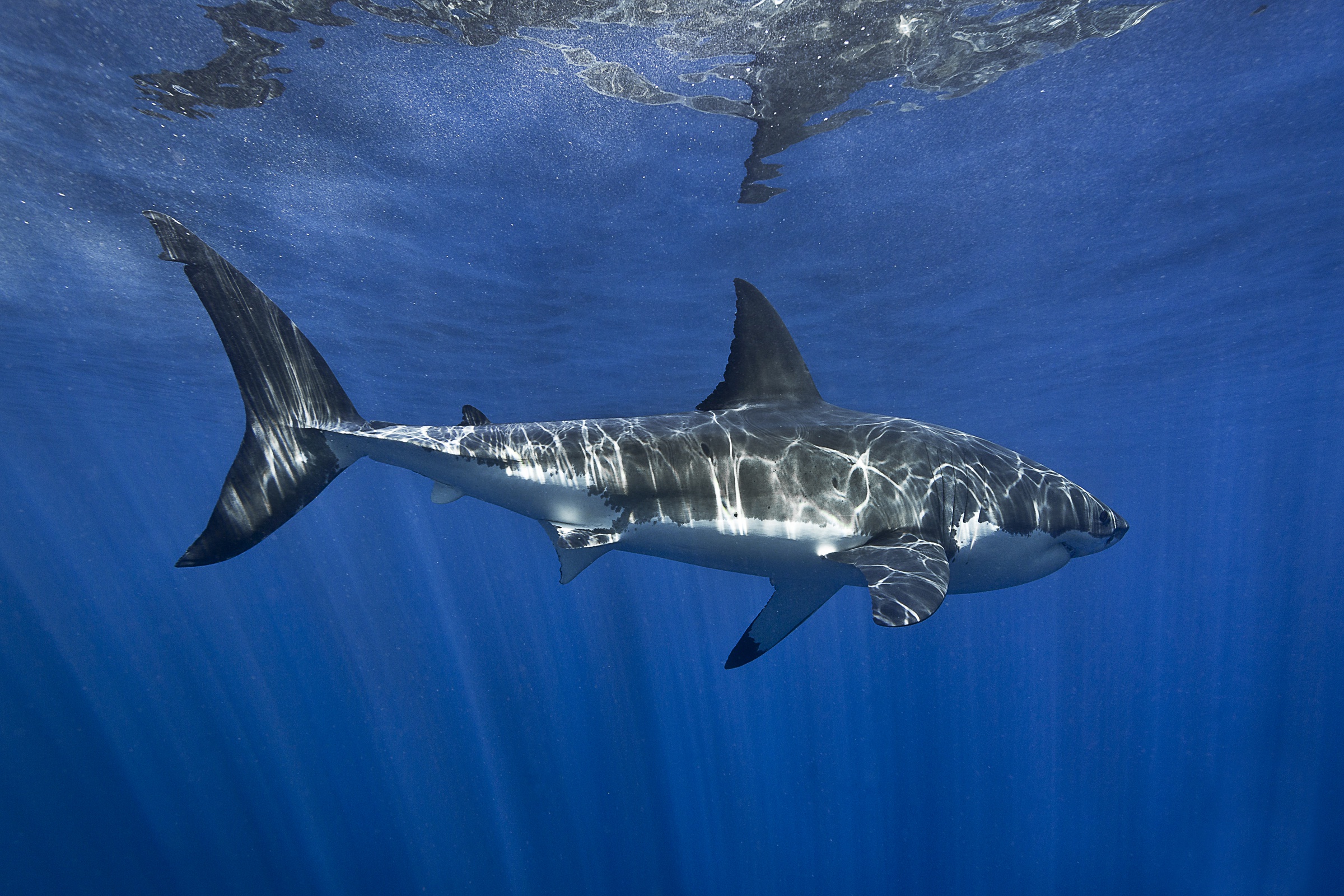 Handy-Wallpaper Tiere, Unterwasser, Hai, Großer Weißer Hai, Seeleben, Haie kostenlos herunterladen.