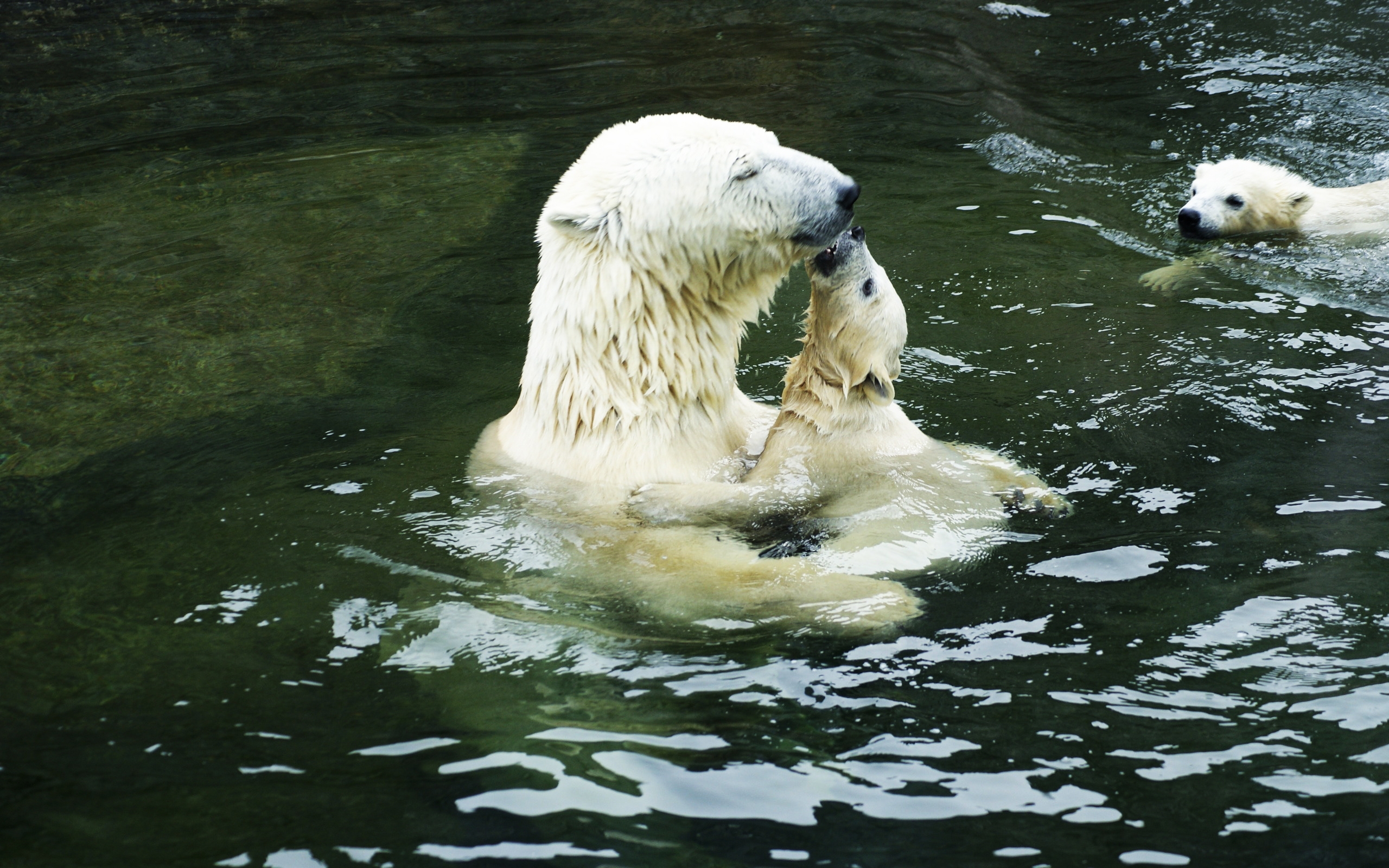 1436833 скачать картинку животные, полярный медведь - обои и заставки бесплатно