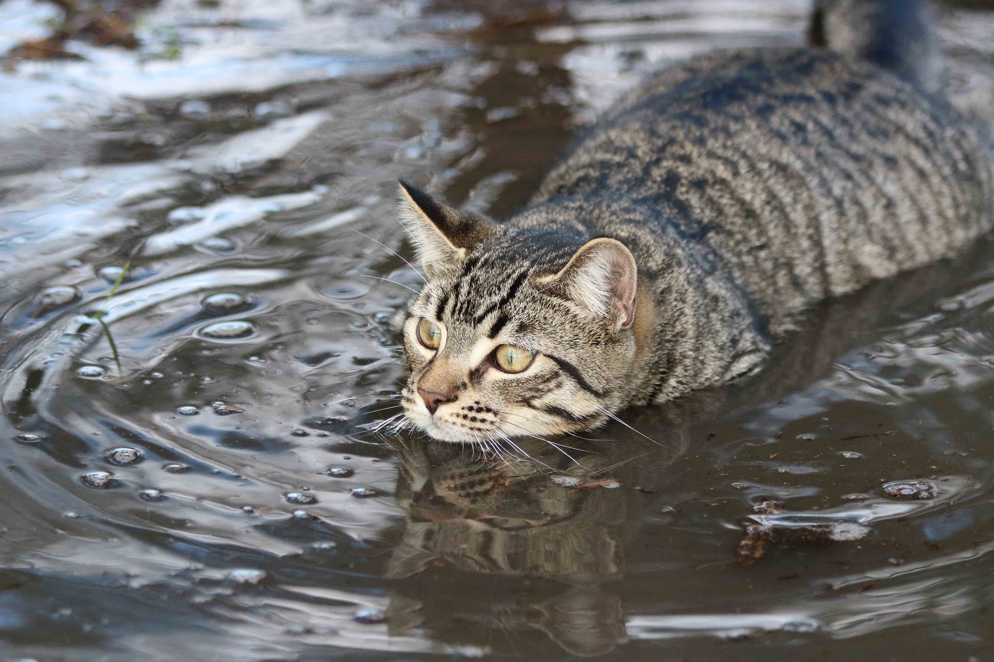 無料モバイル壁紙動物, 水, ネコ, 猫をダウンロードします。