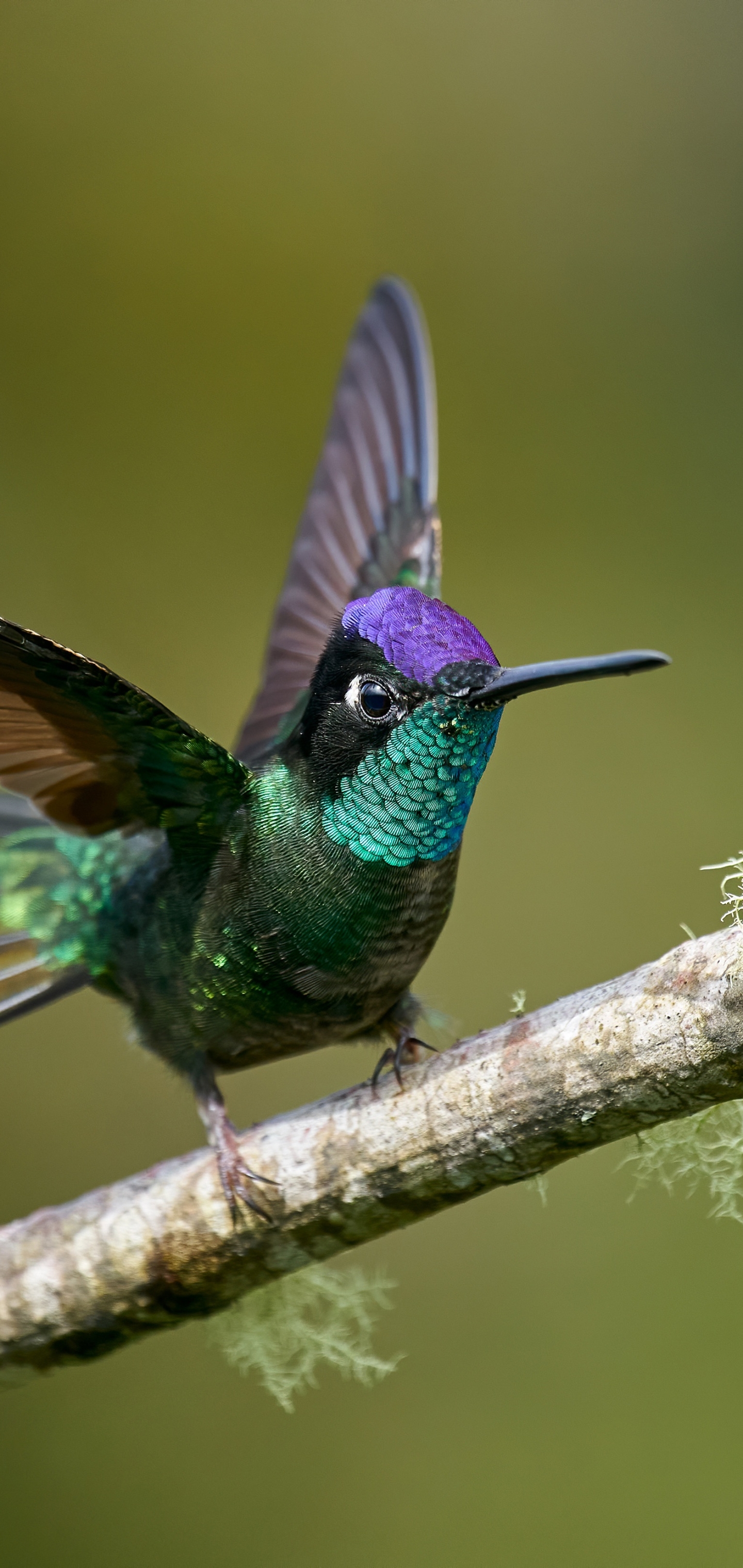 Téléchargez des papiers peints mobile Animaux, Oiseau, Des Oiseaux, Colibri gratuitement.