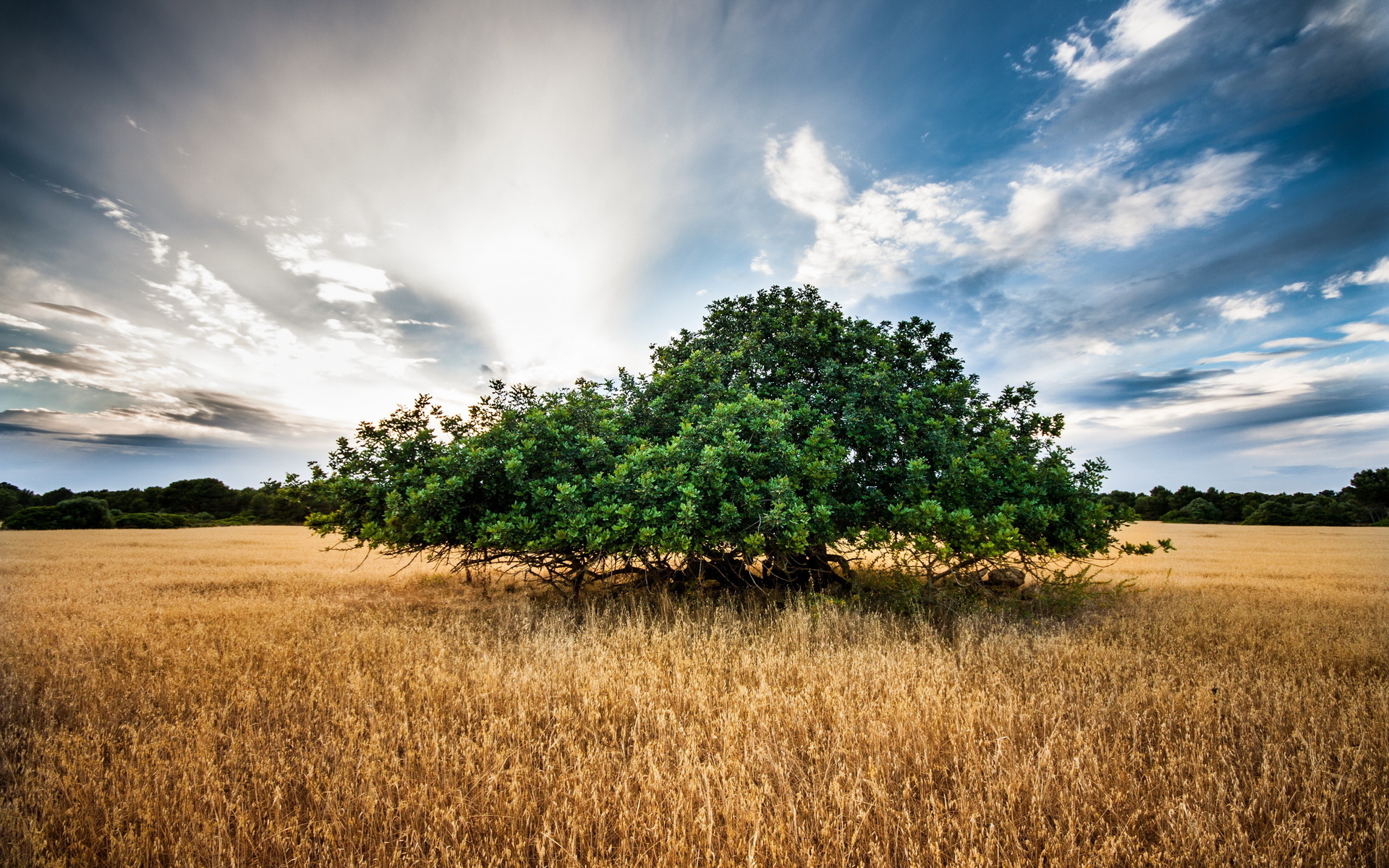 Téléchargez gratuitement l'image Arbre, Terre/nature sur le bureau de votre PC