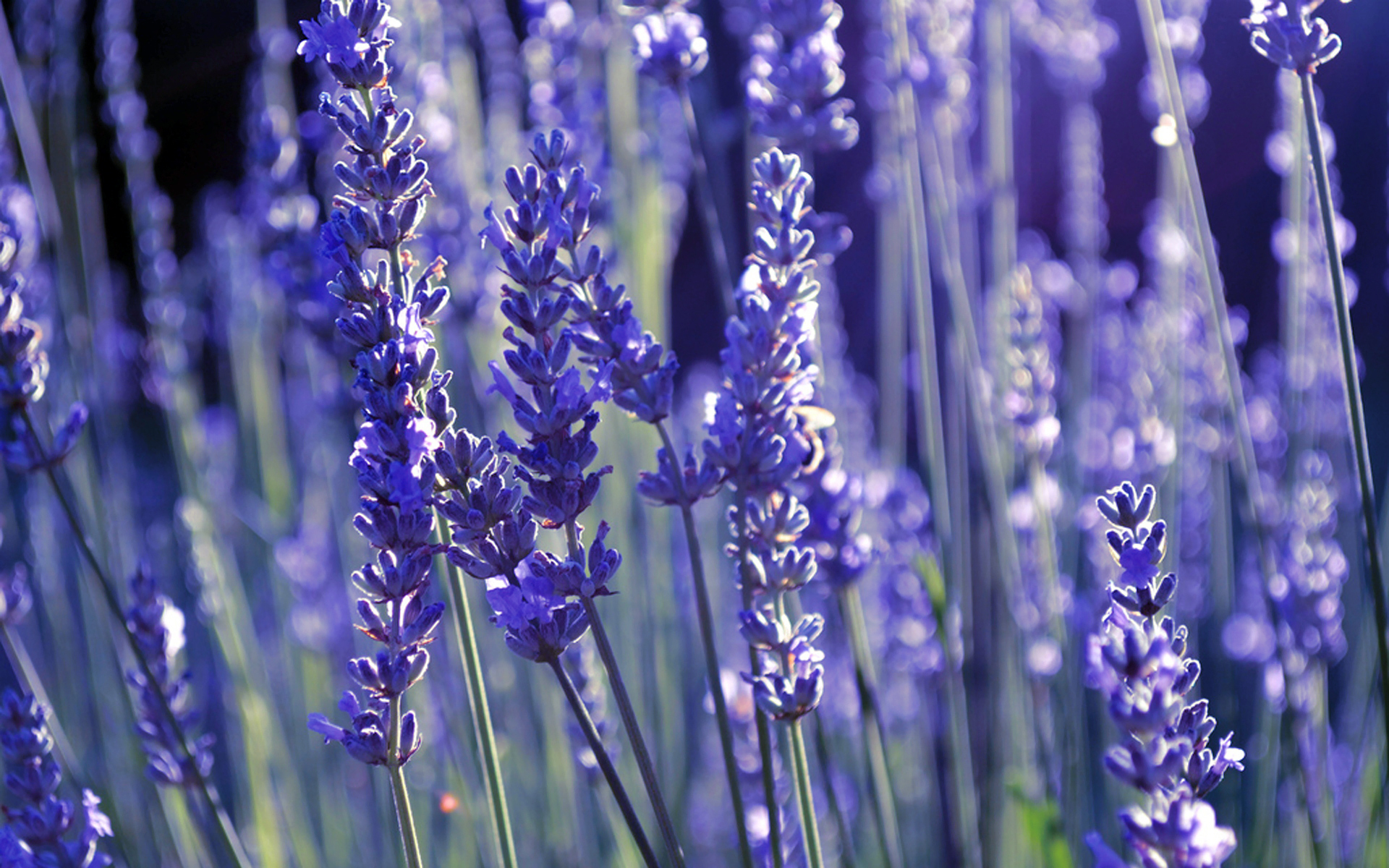 Téléchargez gratuitement l'image Fleurs, Fleur, Terre/nature sur le bureau de votre PC