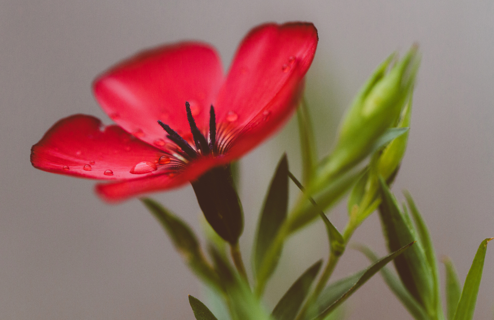 Téléchargez gratuitement l'image Fleurs, Fleur, Macro, Fleur Rouge, Terre/nature sur le bureau de votre PC