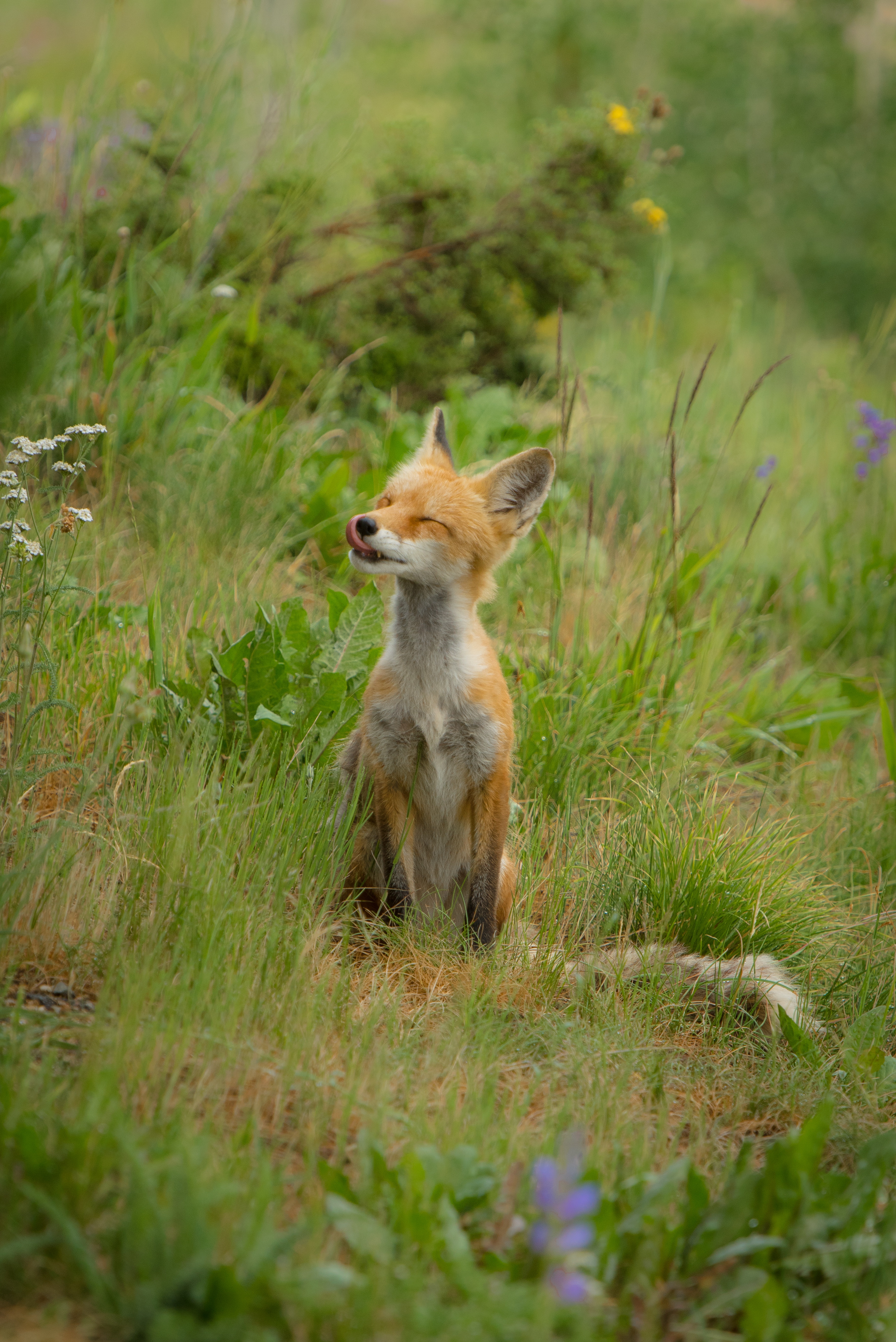 young, fox, animals, grass, joey, satisfied, content