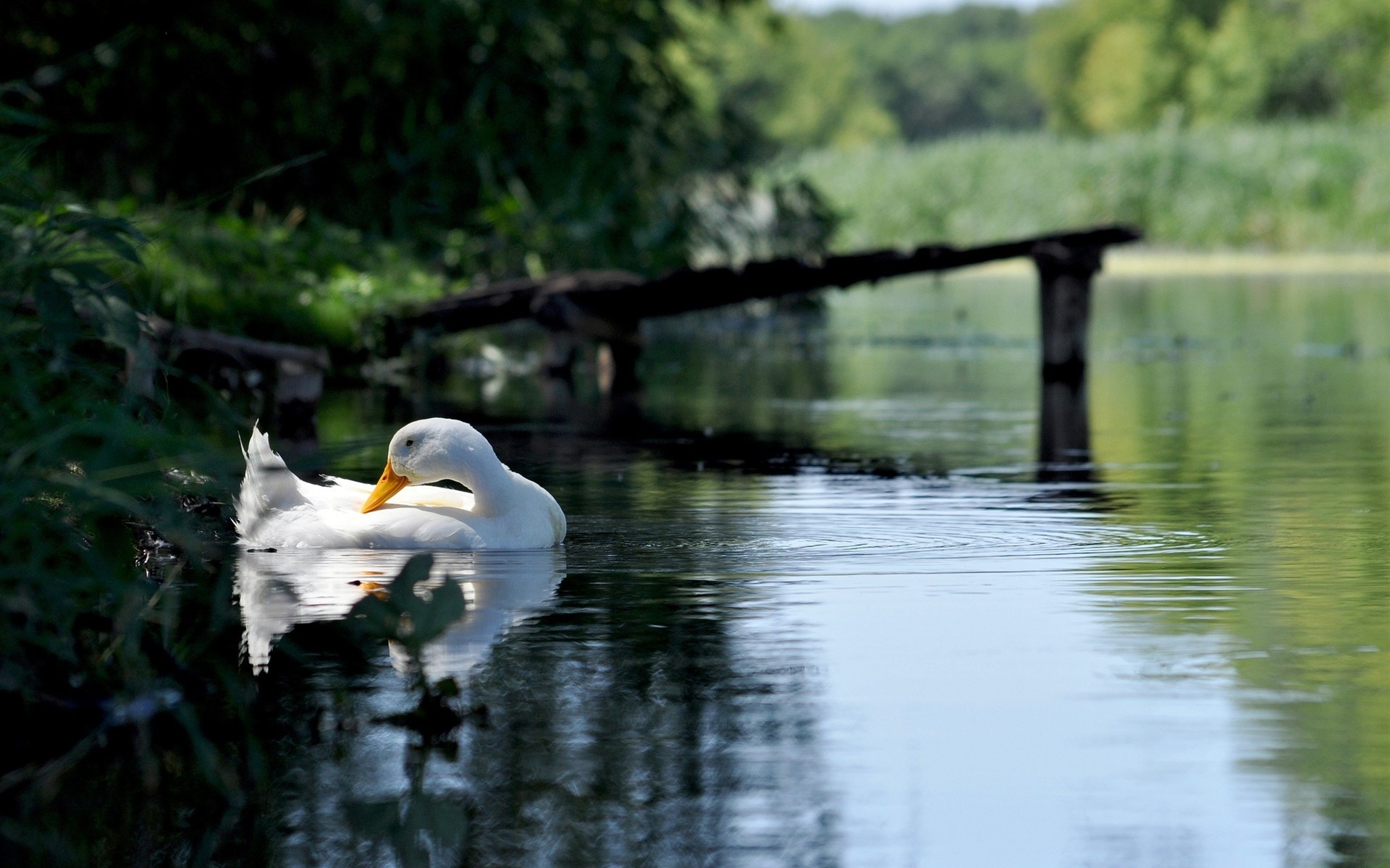 Laden Sie das Vogel, Vögel, Tiere-Bild kostenlos auf Ihren PC-Desktop herunter