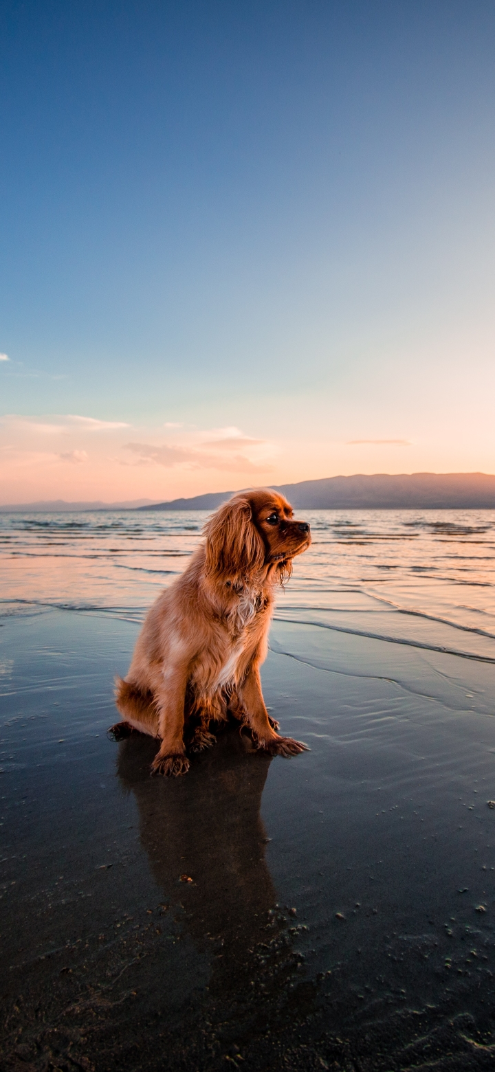 Download mobile wallpaper Dogs, Water, Beach, Dog, Animal, Cocker Spaniel for free.