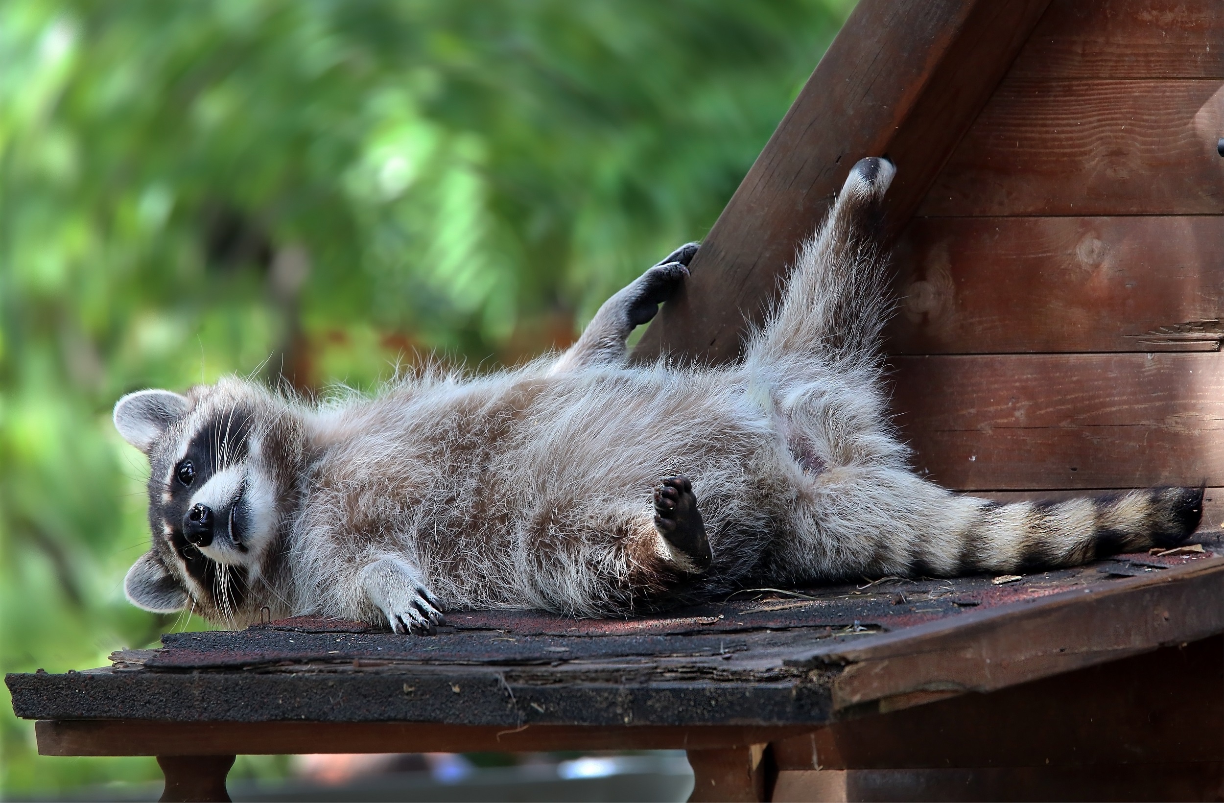 Handy-Wallpaper Tiere, Waschbär kostenlos herunterladen.