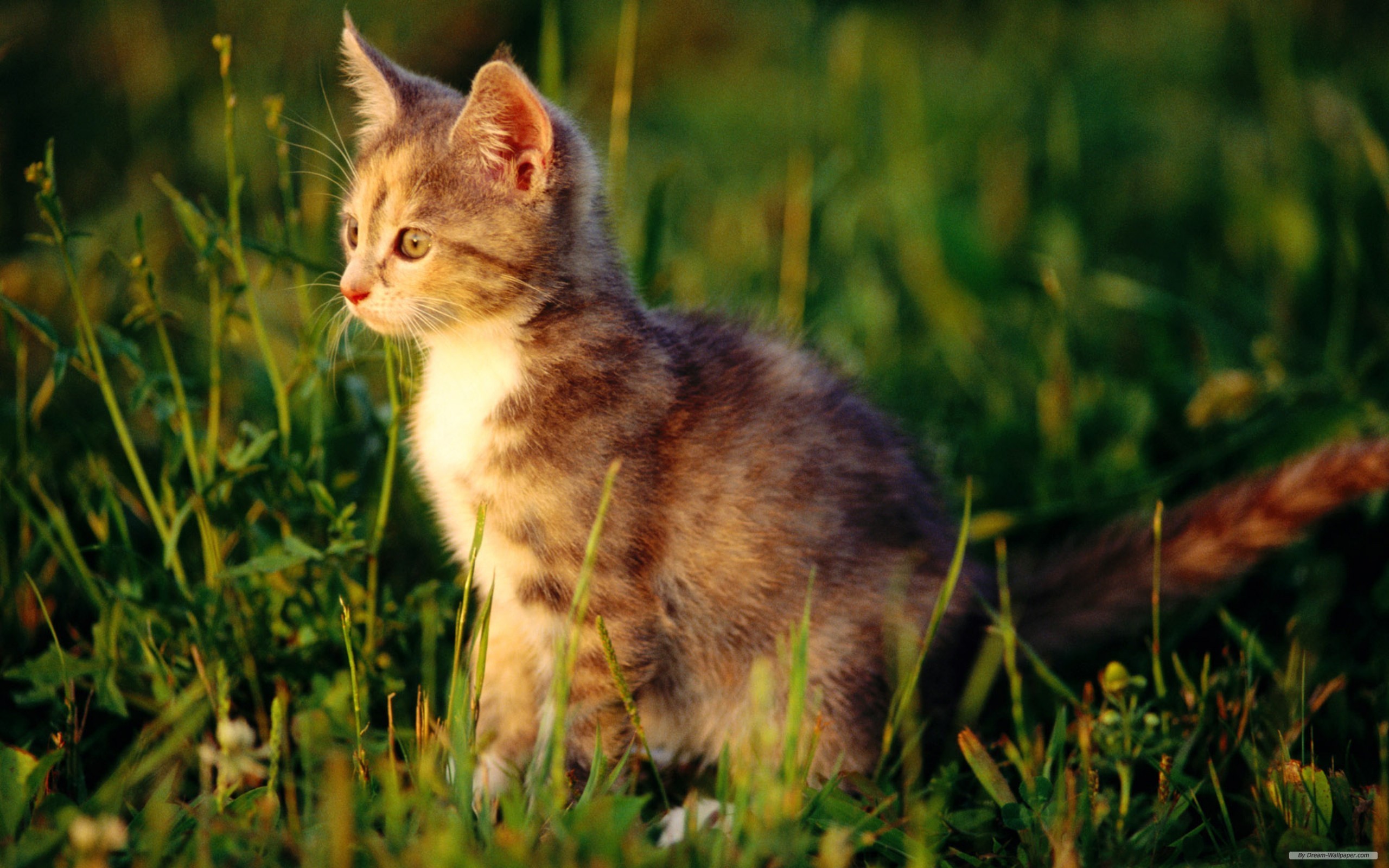 Handy-Wallpaper Tiere, Katzen, Katze kostenlos herunterladen.