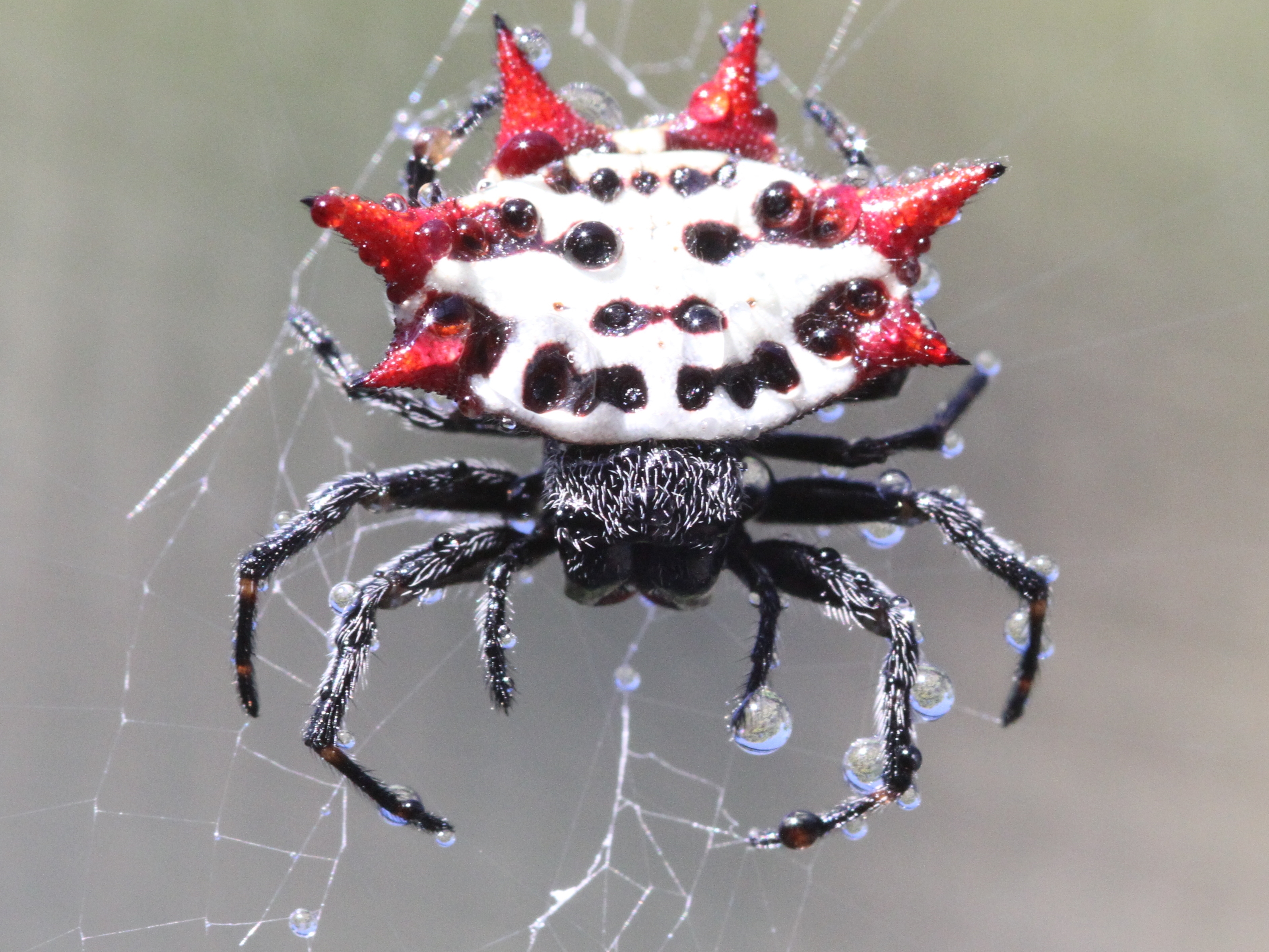 Завантажити шпалери Spiny Orb Weaver на телефон безкоштовно