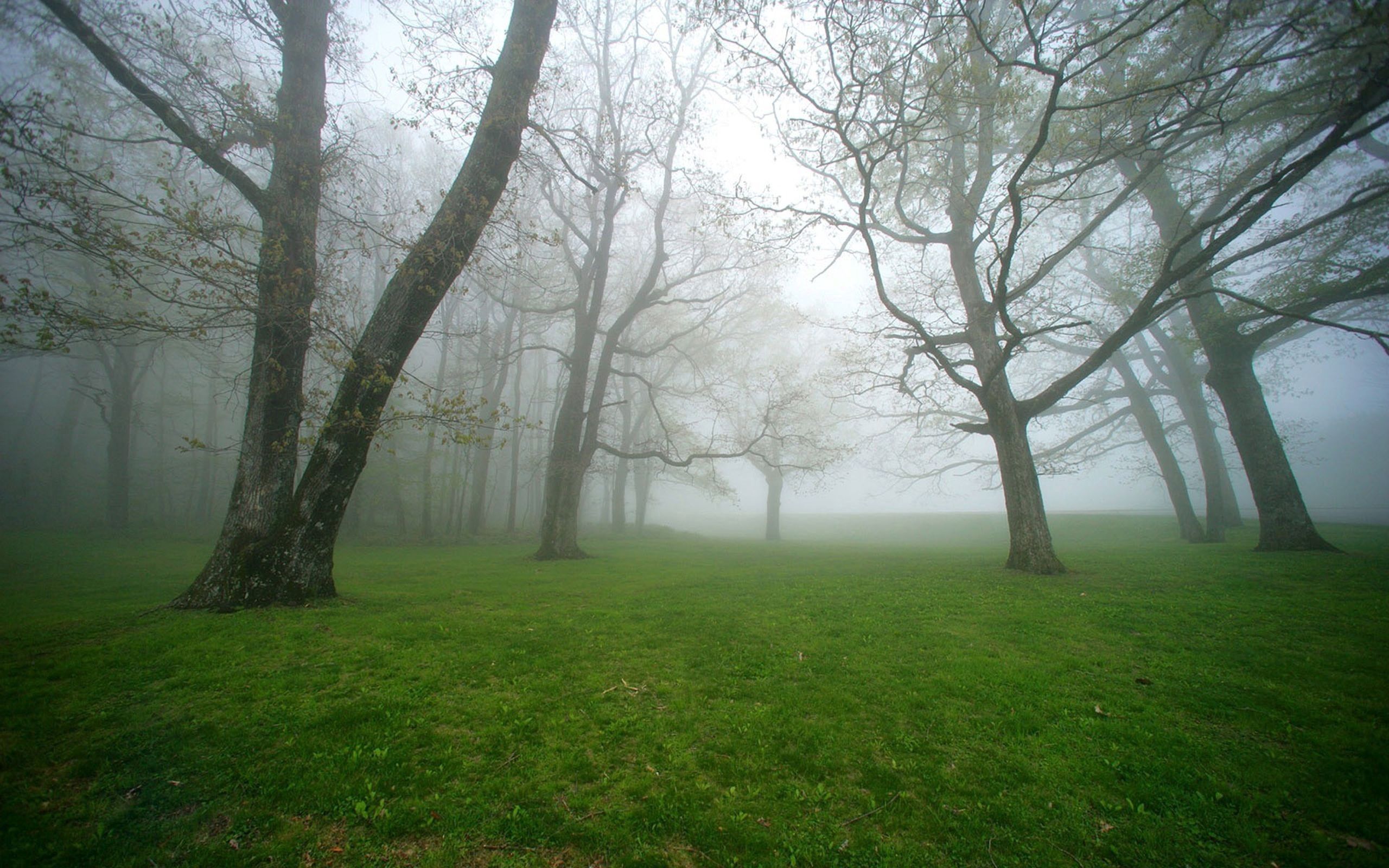 Завантажити шпалери безкоштовно Природа, Дерева, Трава, Туман картинка на робочий стіл ПК