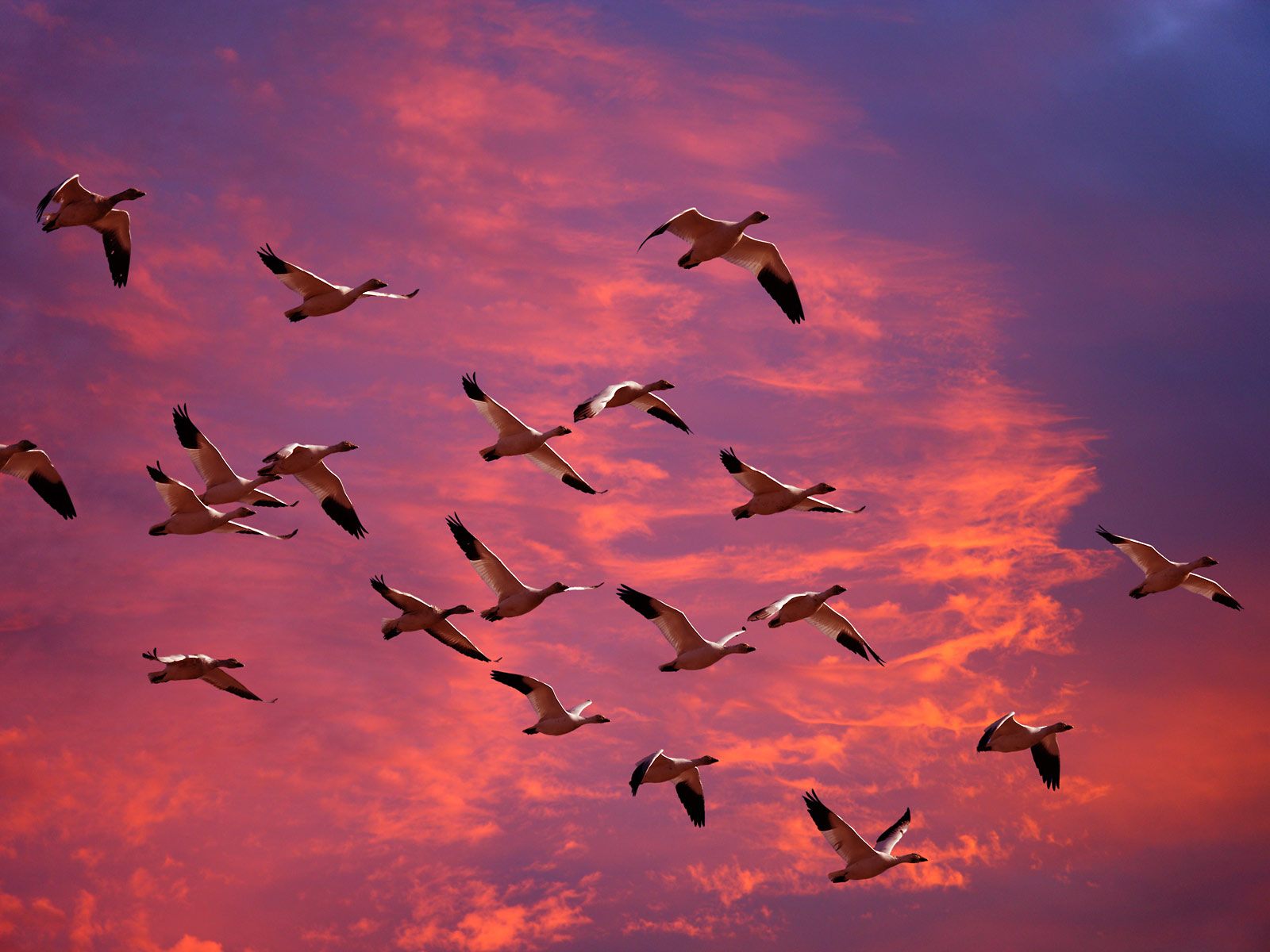 animal, bird, goose, migration, sky, sunset, washington, birds