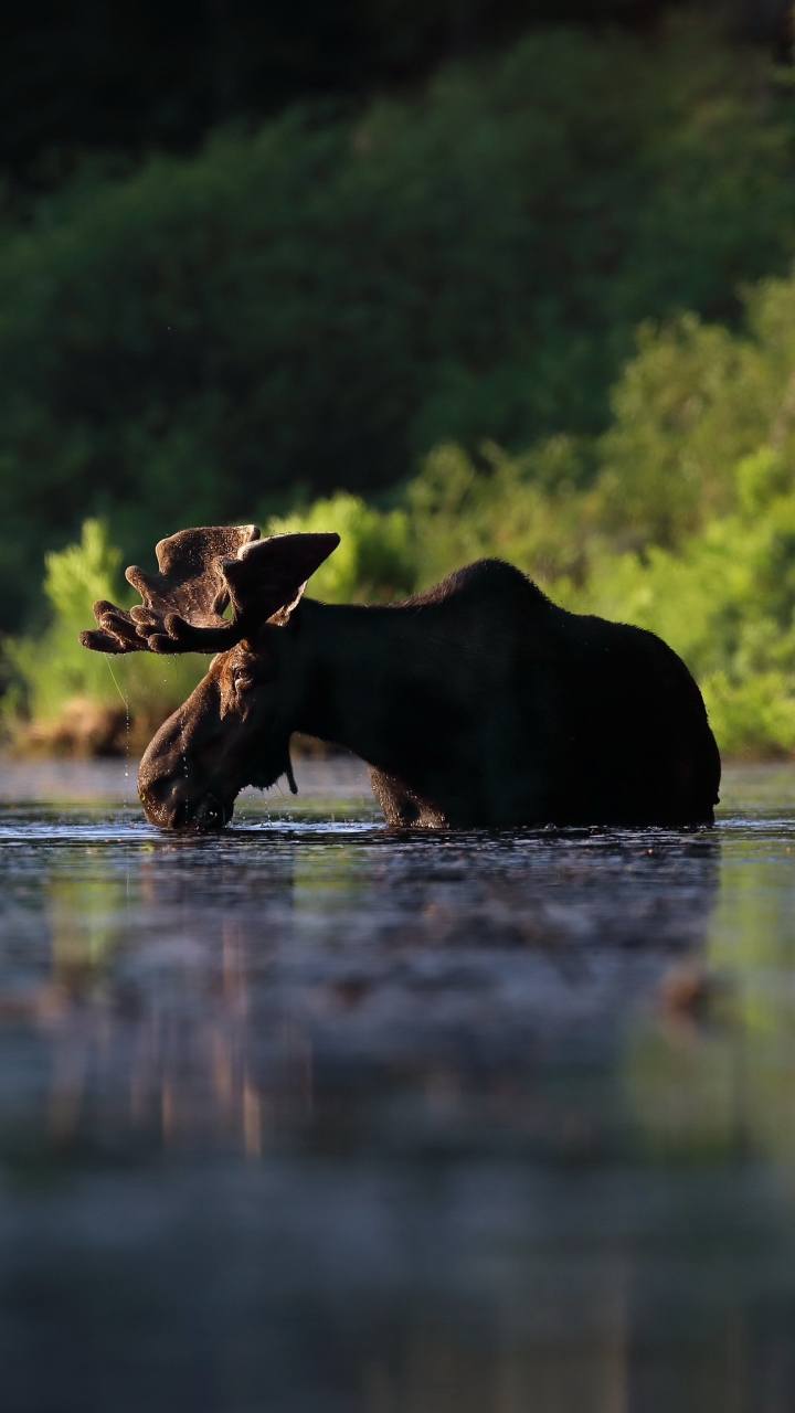 Download mobile wallpaper Animal, Moose for free.